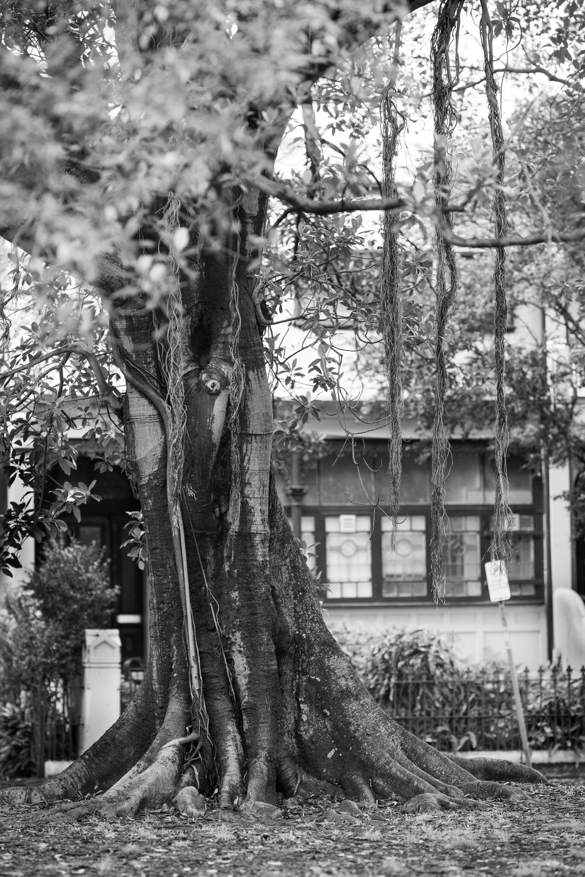 Sydney, Australia. Fig tree, hanging roots, and urban ecology photographed by Sepa Sama as part of walking-based artistic research, photography, writing, and collaborative projects with place.