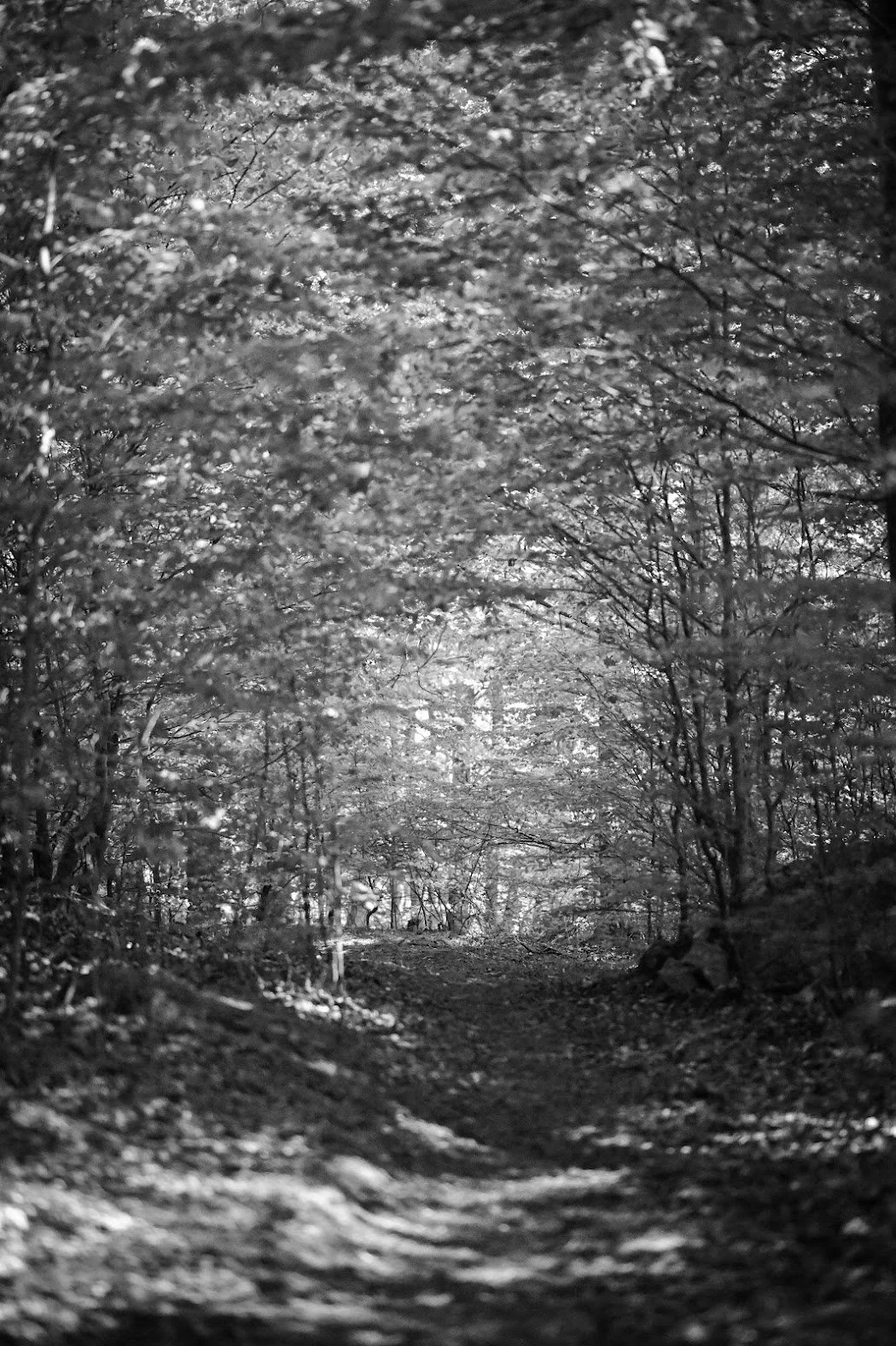 009_7850E-281-2, taleb-antifragile-walking-hunnemara-karlshamn-sepa-sama-black-and-white-photography Sydney Australia.jpg