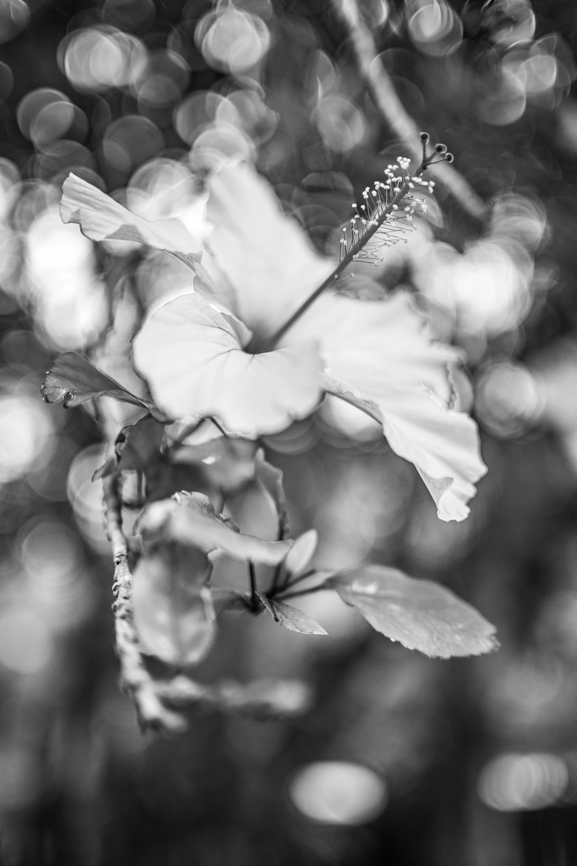 SYD_5963-2-artist-poet-photographer-walker-collectors-patrons-commissions-acquisitions-sepa-sama-sydney-australia-black-and-white-photography-art-support-independent-photobooks-walking-art-support-collectors-patrons-photobook-grants.jpg