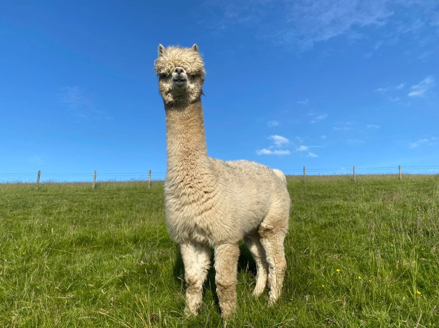 Fancy having breakfast with the Alpacas?