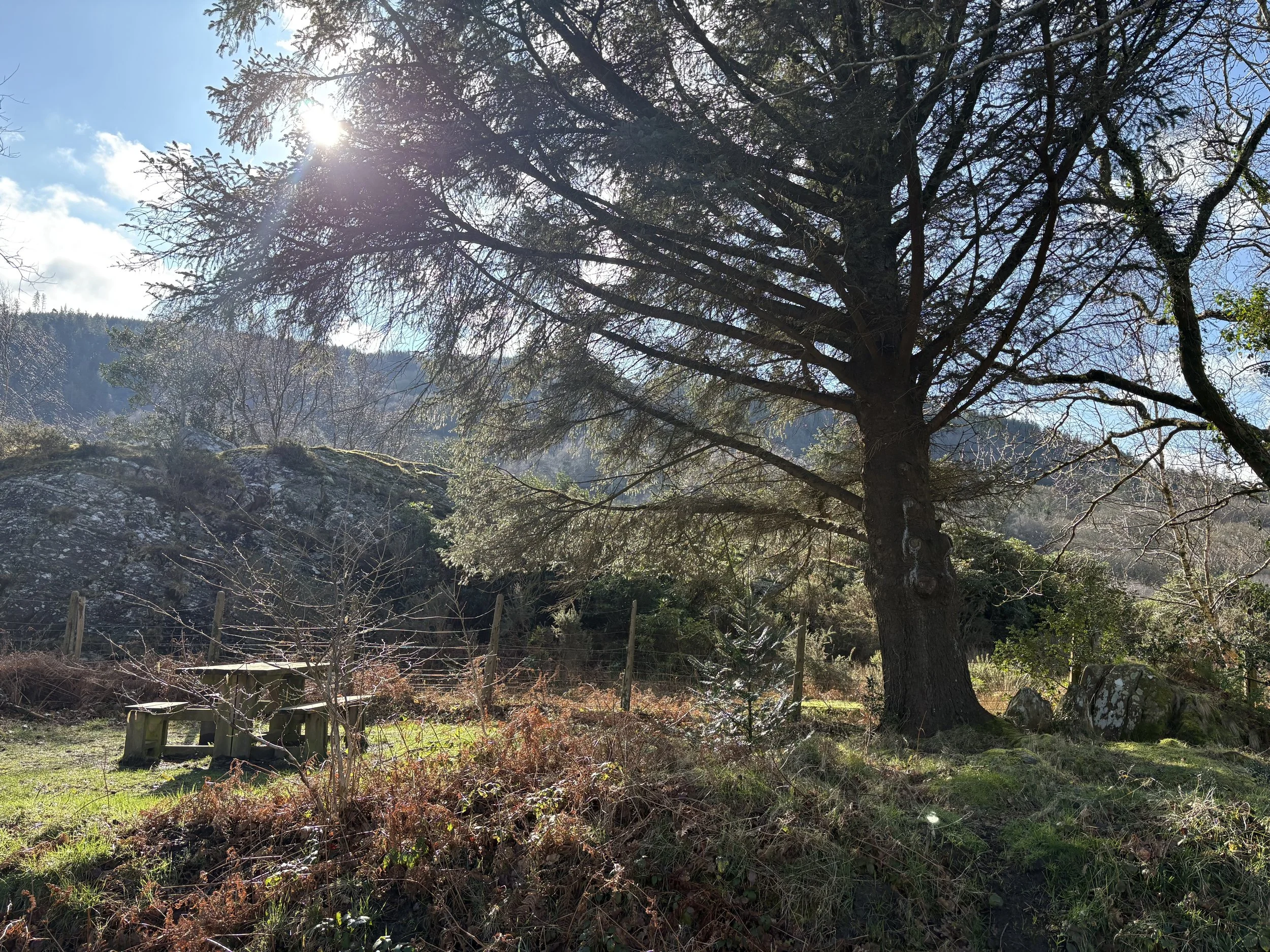 Picnic bench beneath tall pine trees near the Mawddach Estuary on a sunny day