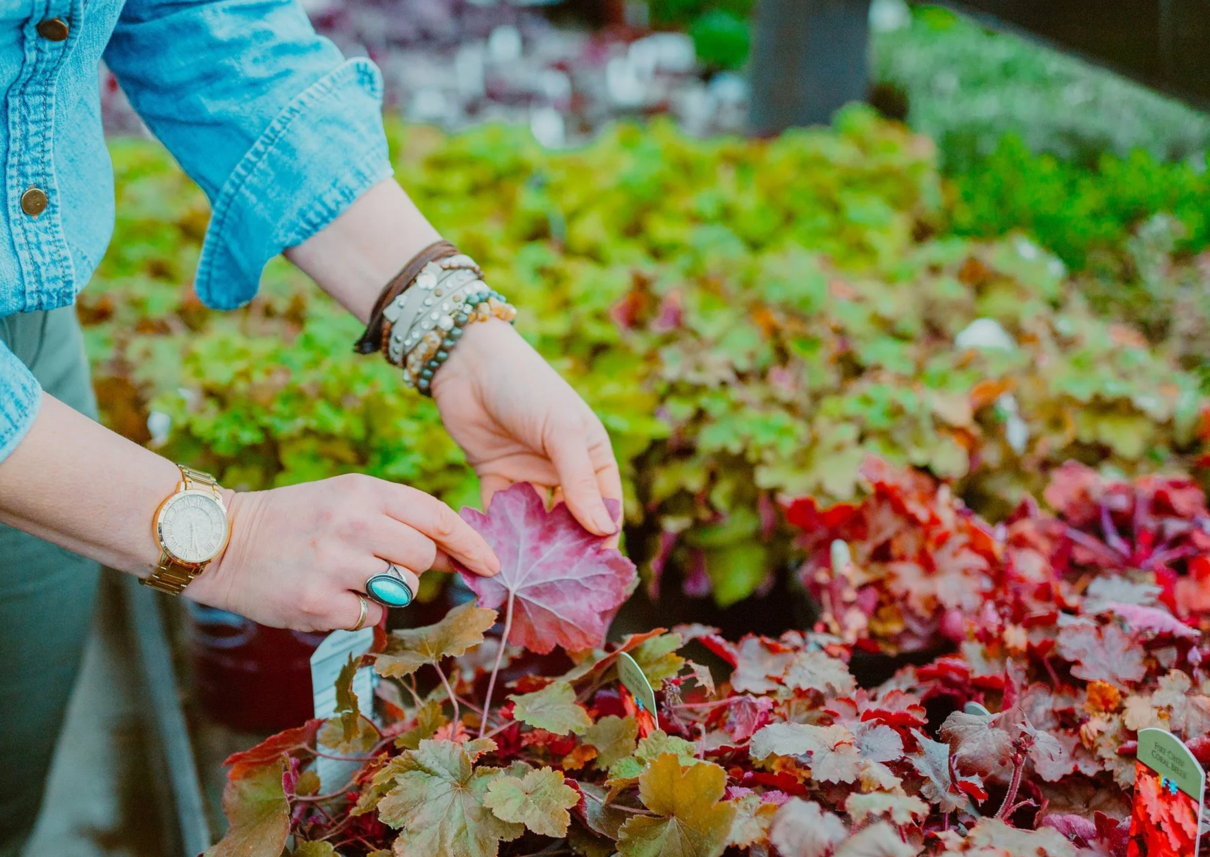 A person wearing a denim shirt and jewelry is touching red and green ornamental plants in a nursery or garden center.
