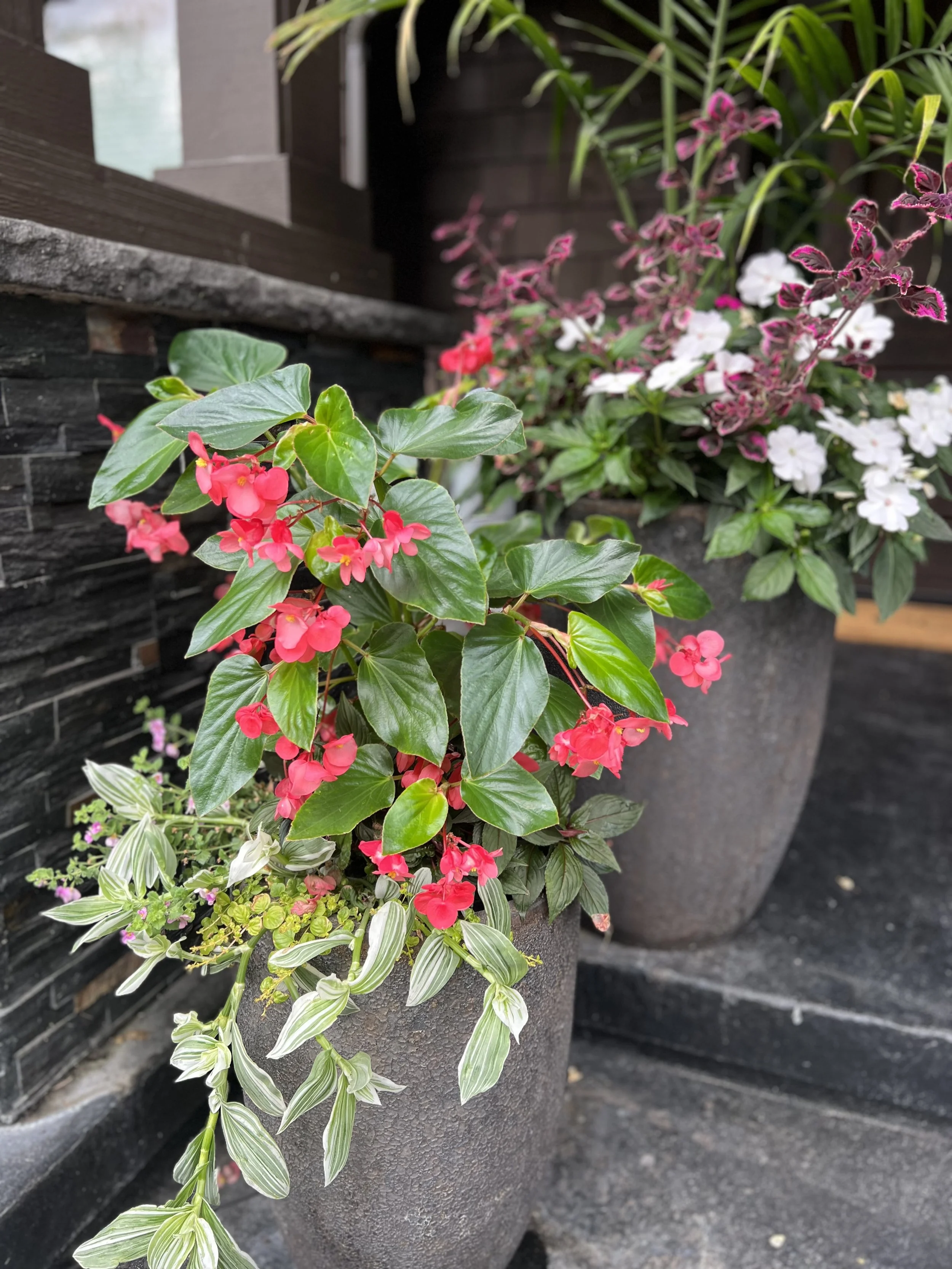 Two large potted flowering plants on a patio with dark brick wall background, one with pink blooms and large glossy green leaves, the other with white and pink flowers and variegated green leaves.