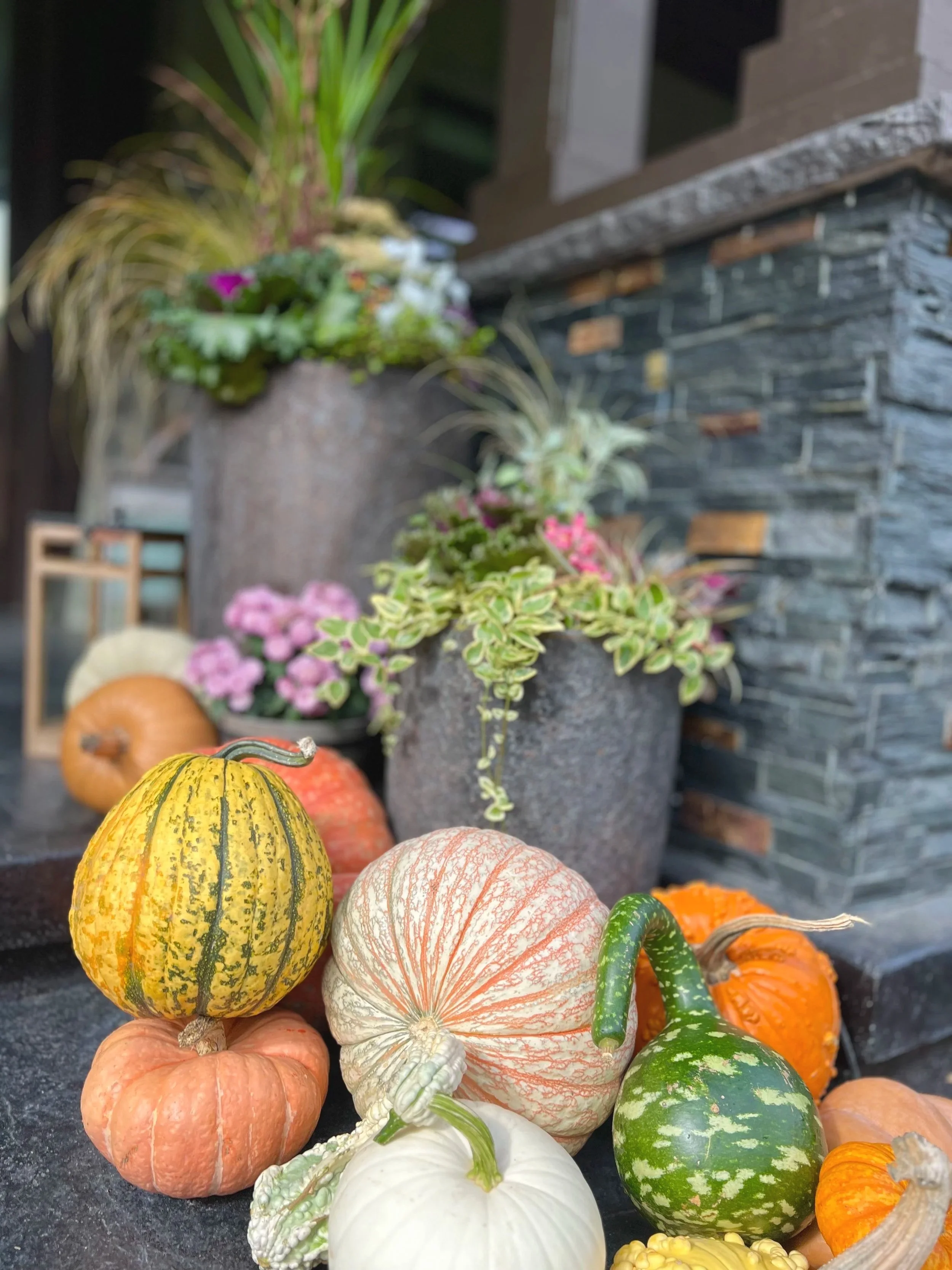 Assorted small pumpkins and gourds in various colors and patterns placed on a dark stone surface with potted plants and a stone wall in the background.