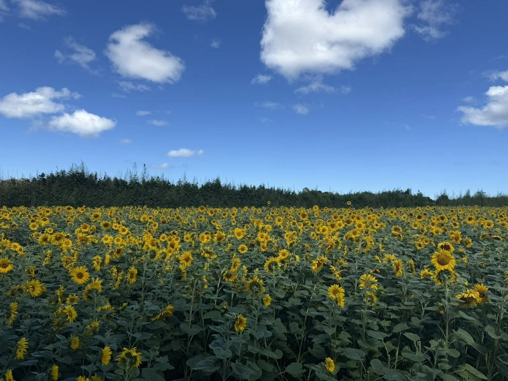 Exploring Auckland - Franklin Farm, Waimauku and Muriwai Gannet Colony