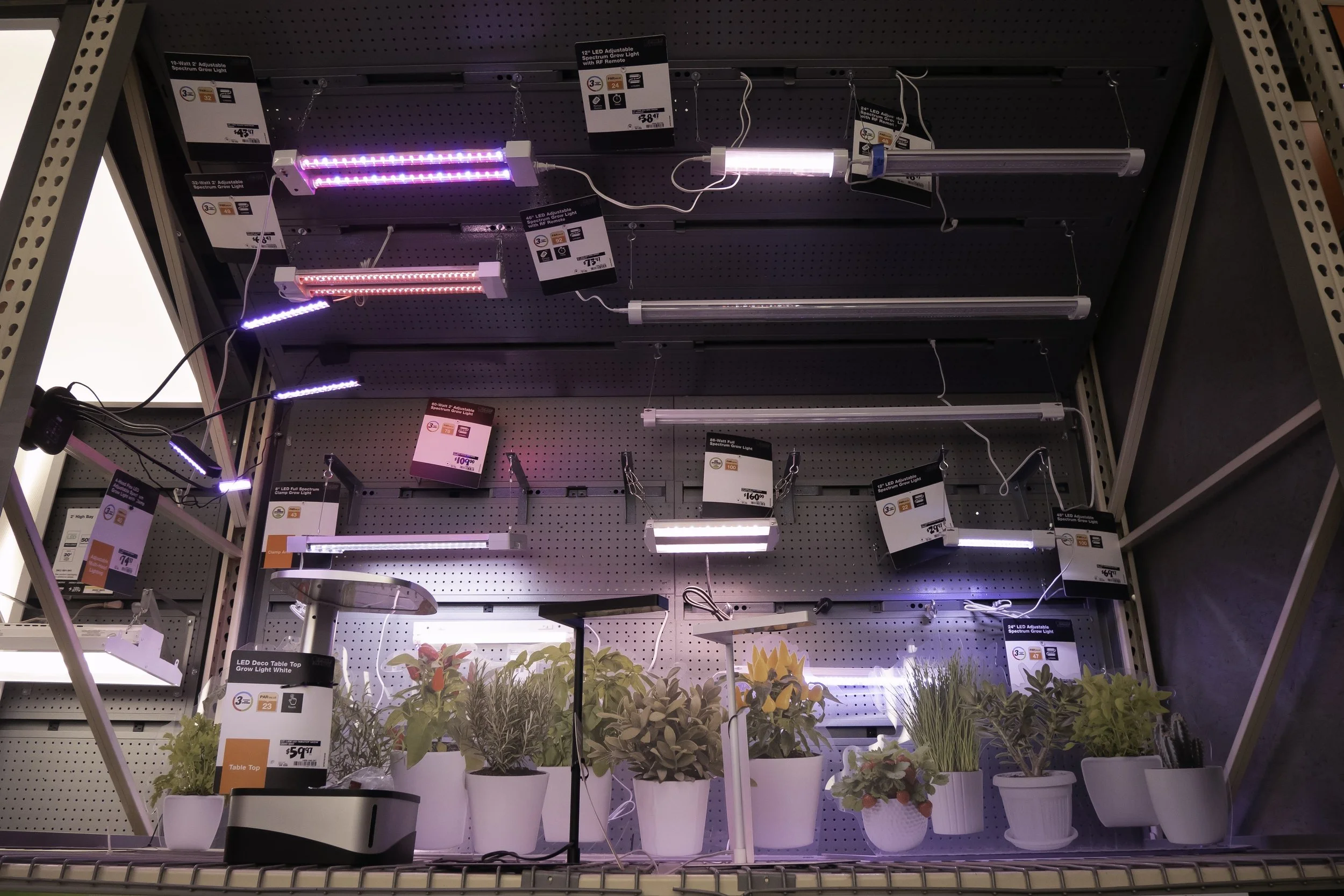 Plants Final w: noise reduction.jpg
