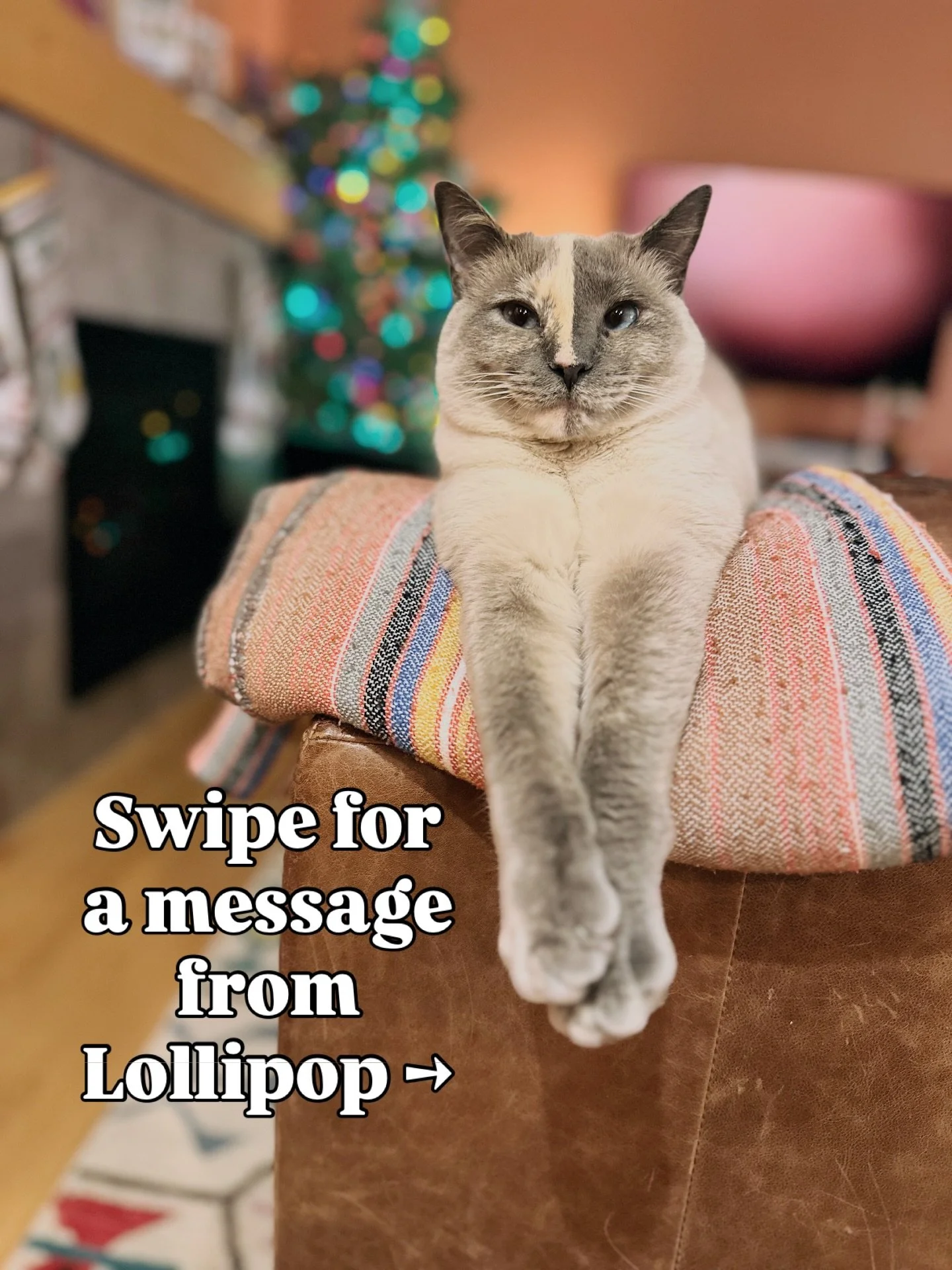 ✨ Swipe for a little positivity from my cat, Lollipop ✨

Meet LOLLIOP!
Age: 1 year old 
Occupation: Purrsonal Assistant / Assistant Editor / Head of Litter-ature 
Hobbies: Attacking Candy Cat (the Chief Feline Officer), biting toes, eating wrapping p