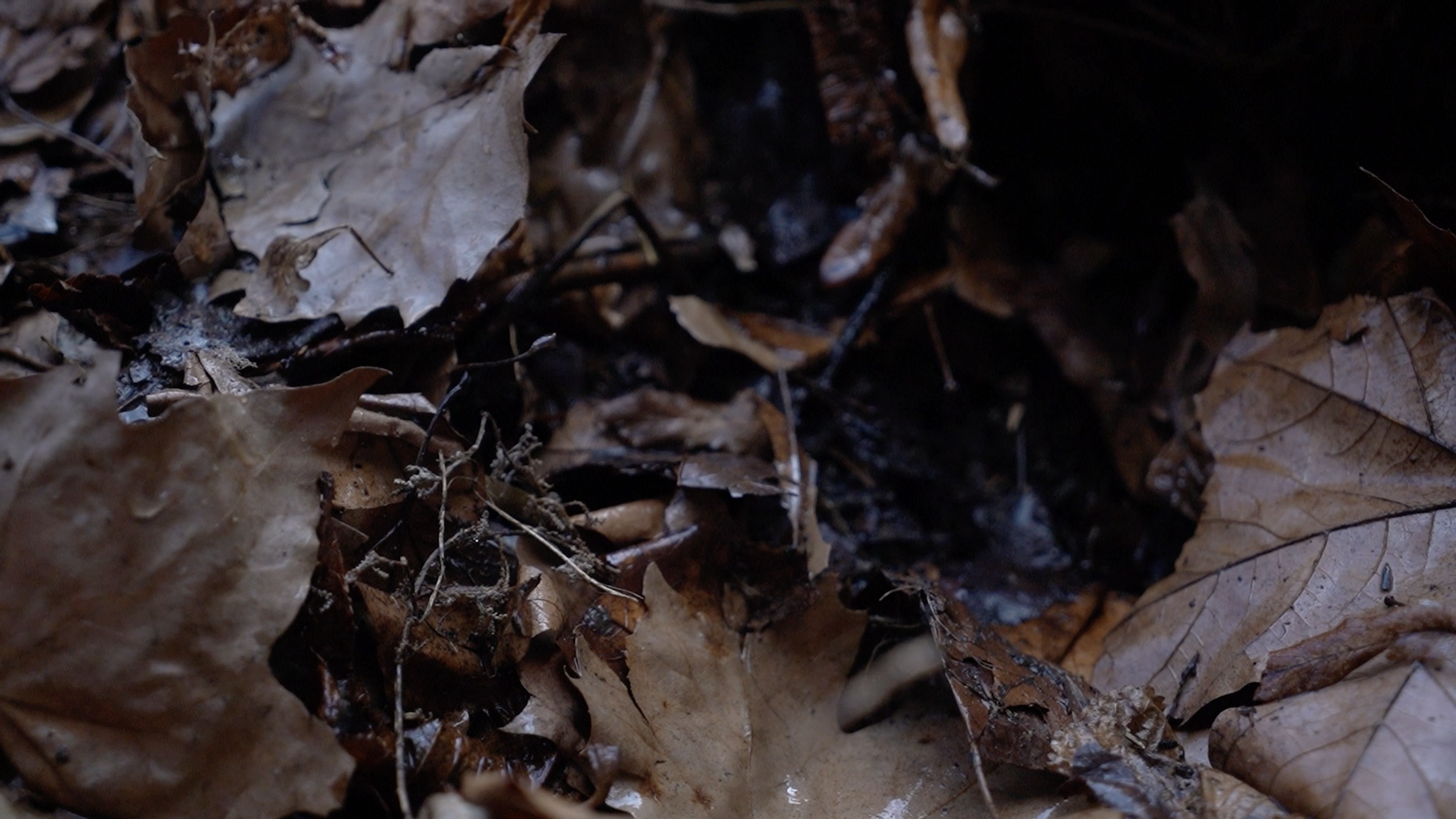 LEAF MOLD - GARDEN CAMERA - DAISE ROWE - 2025.png
