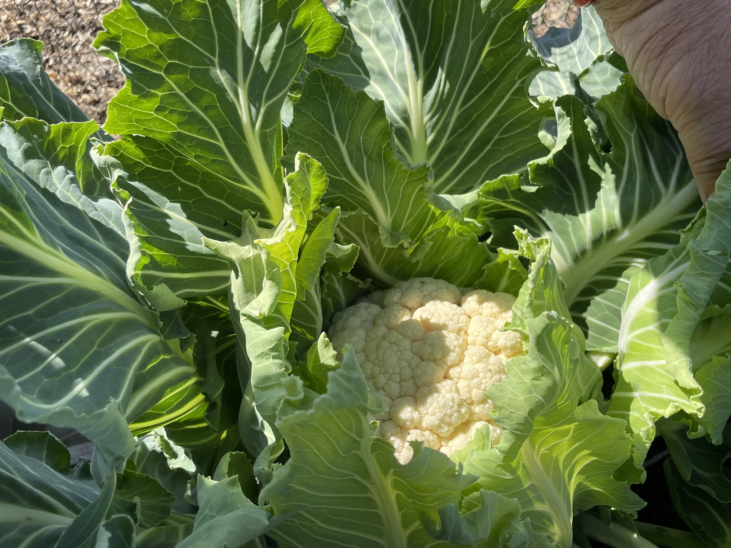 Happy Cauliflower