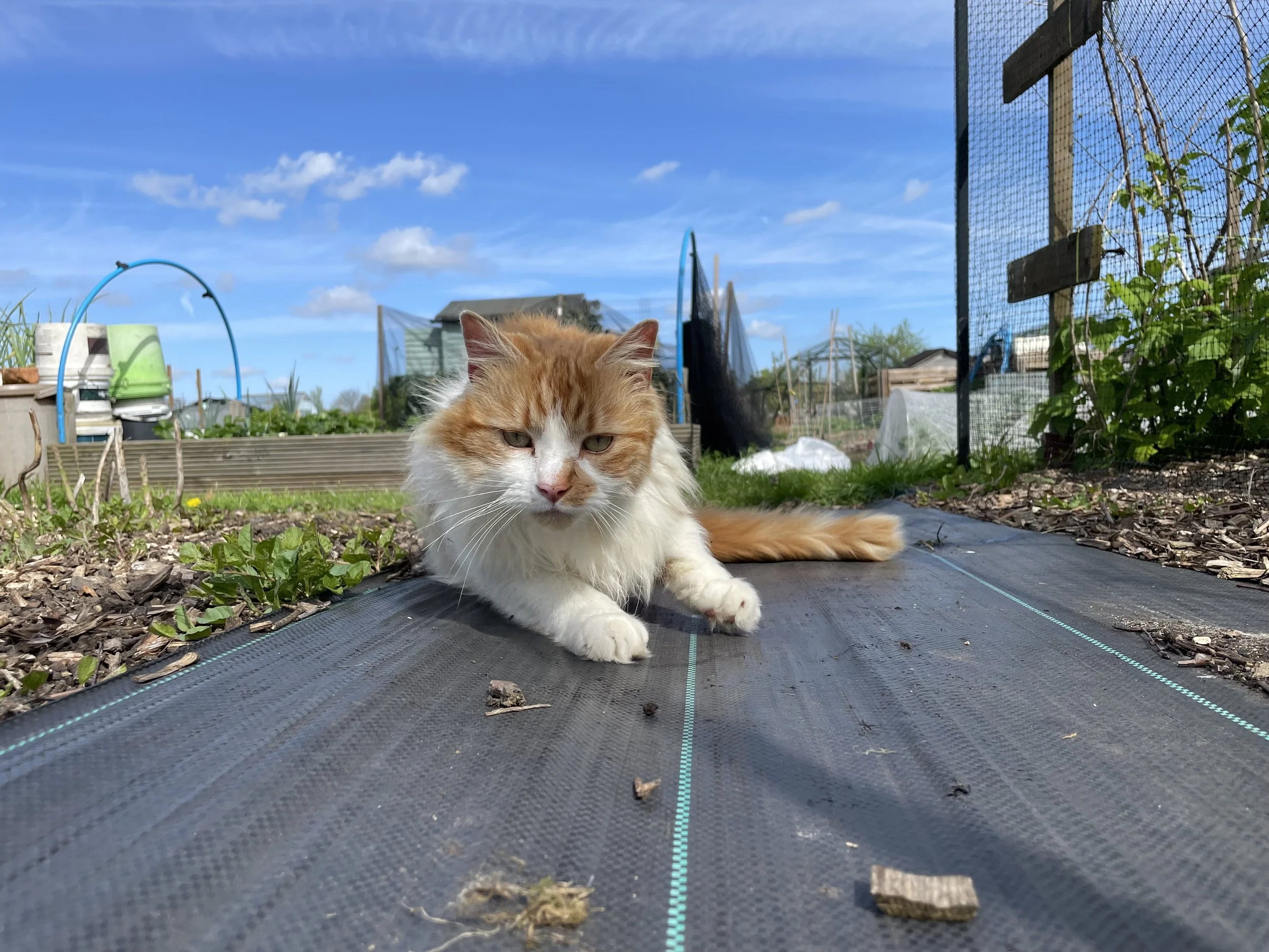 Georgie our allotment cat!