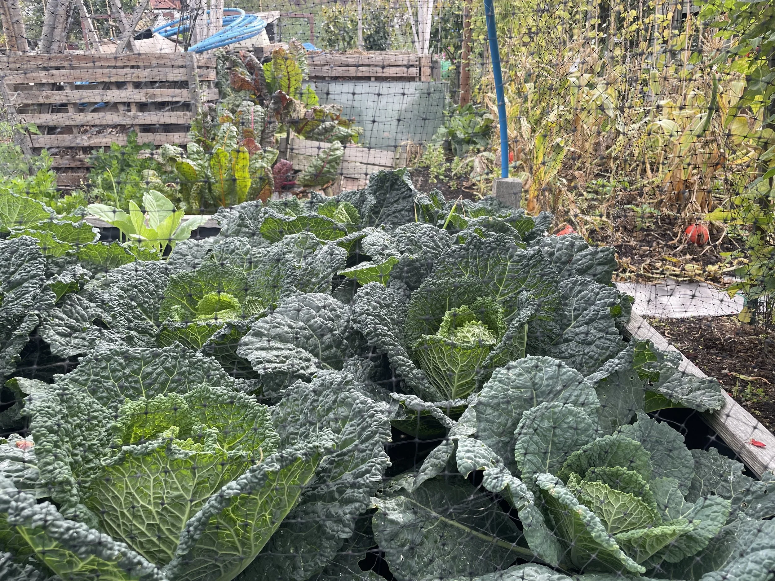 Savoy cabbages