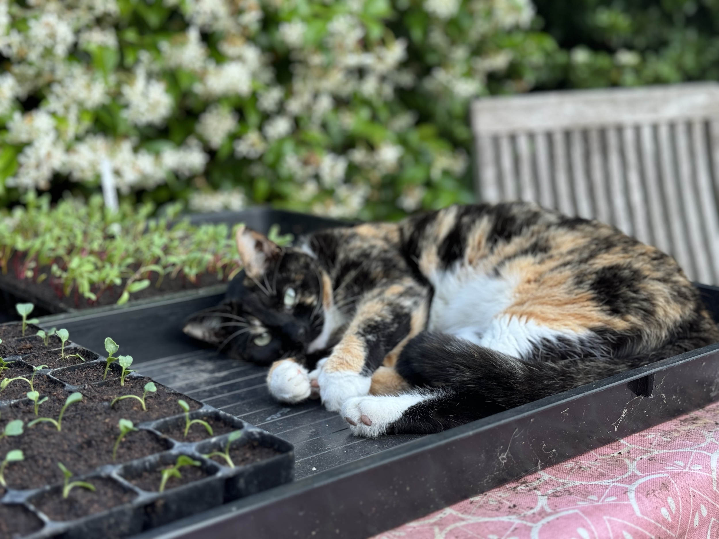 Winky guarding the seedlings