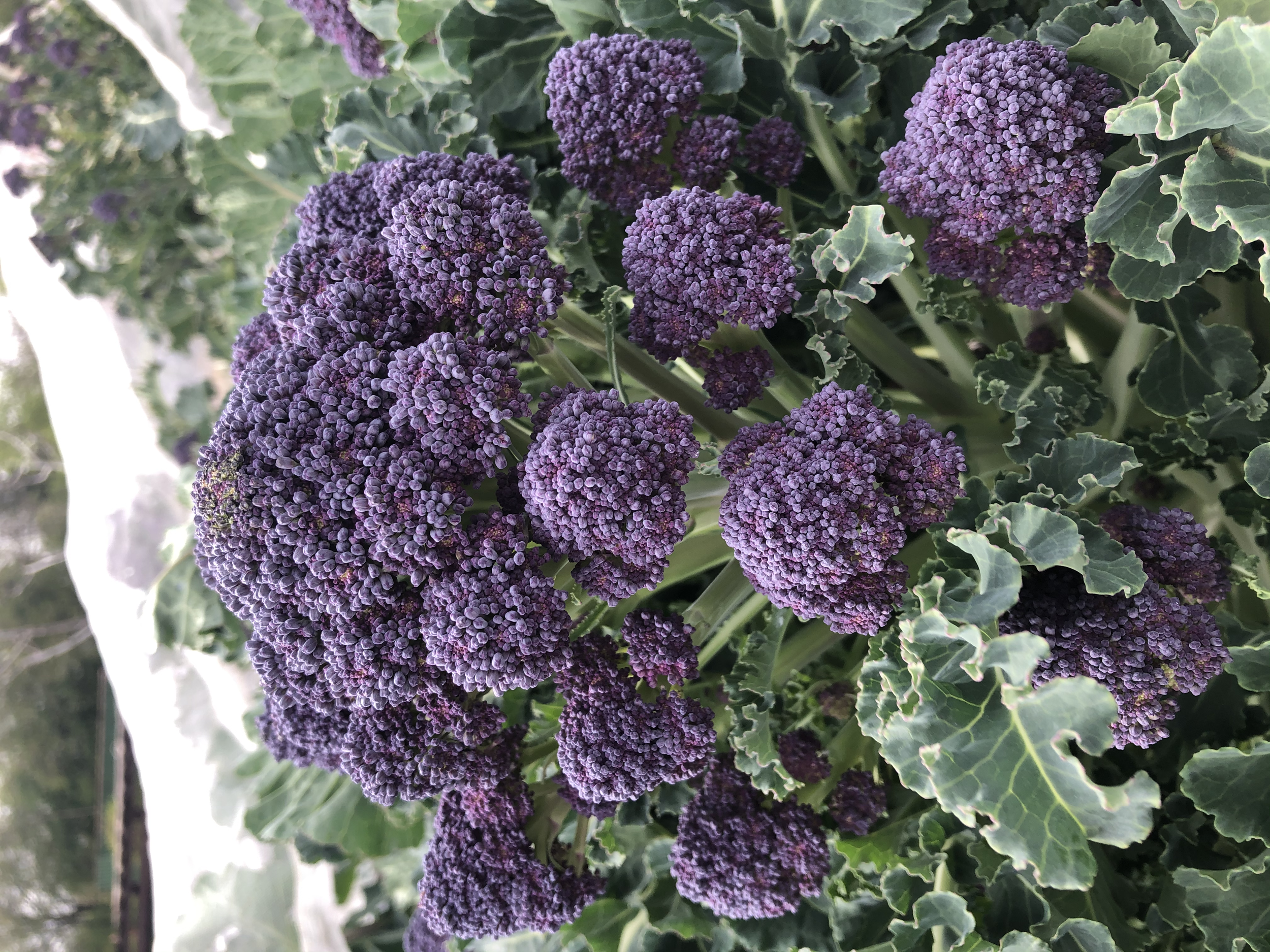 Purple sprouting broccoli