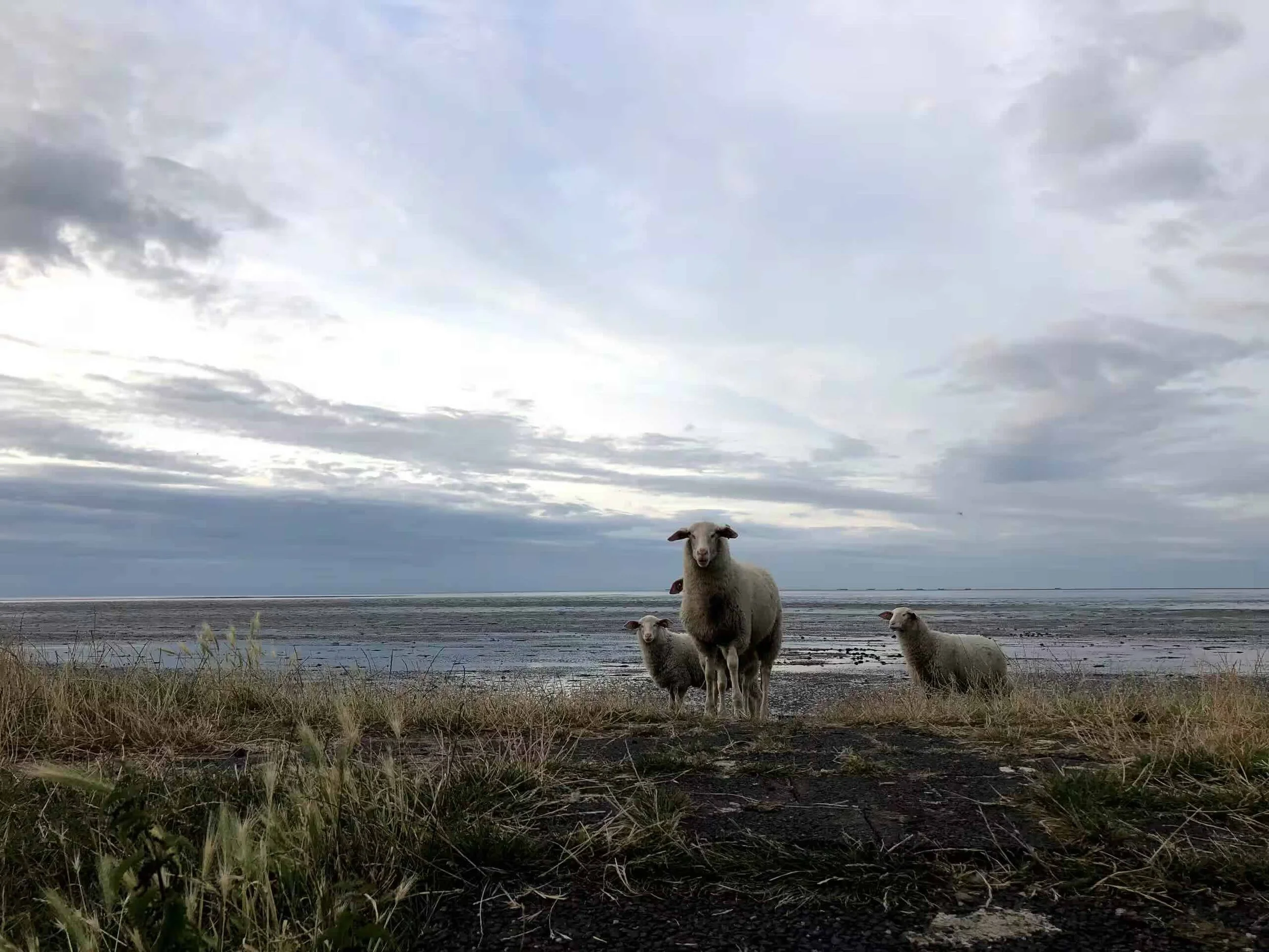 De-Waddenparel-dijk-schapen.jpg