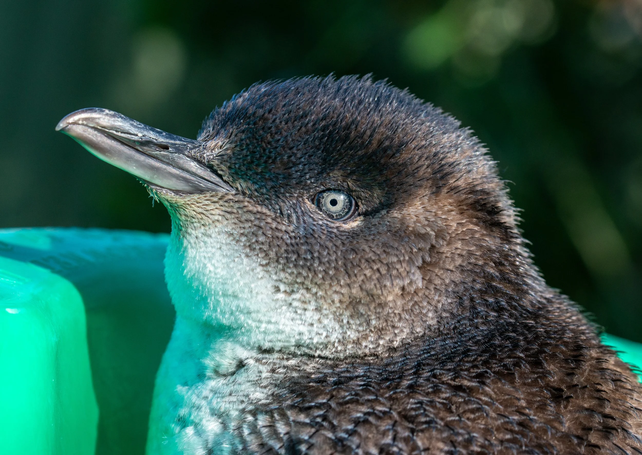 Close-up of a penguin's head and neck, showing its beak, eye, and textured feathers, with a blurred green background.