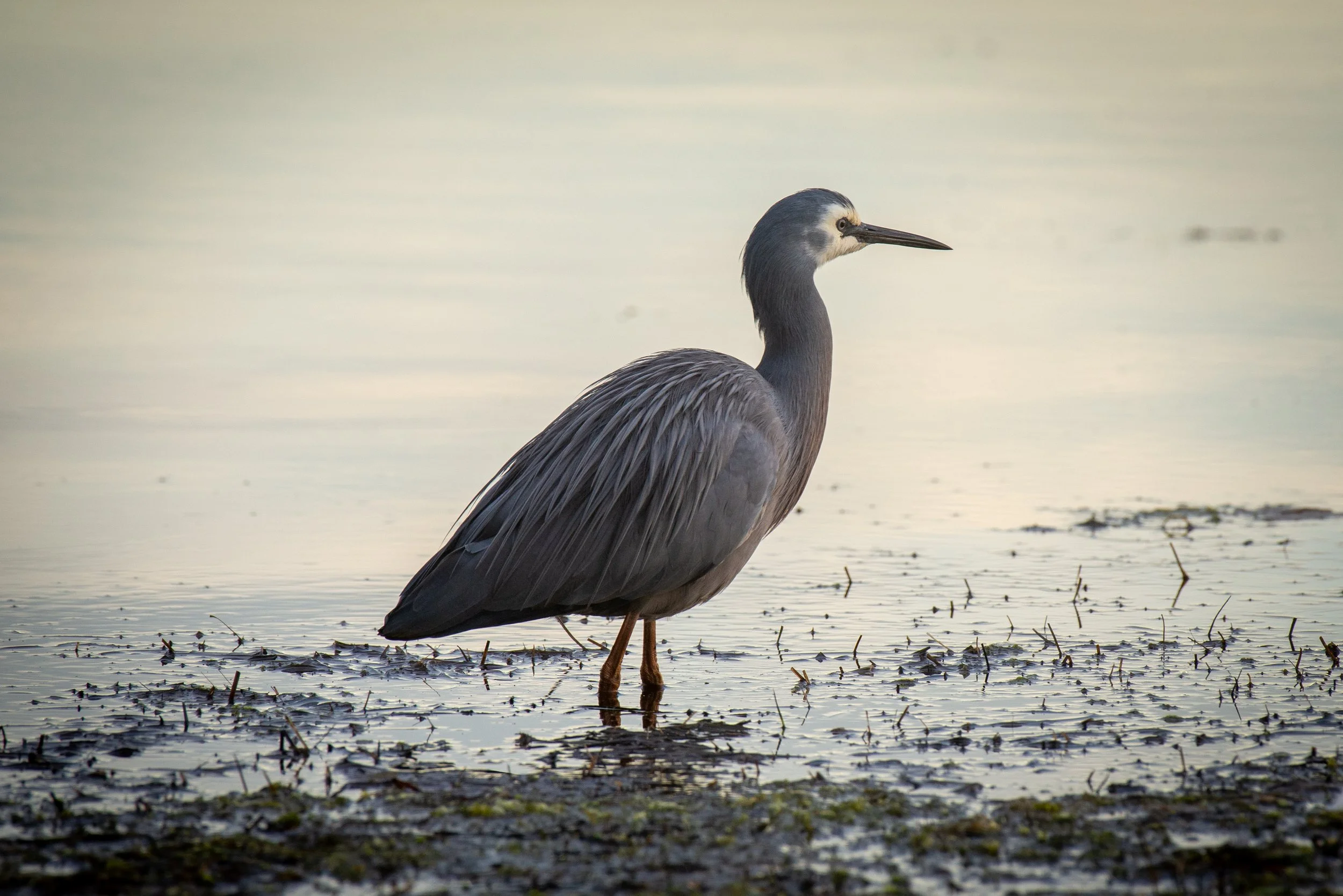A heron standing in shallow water near the shore.