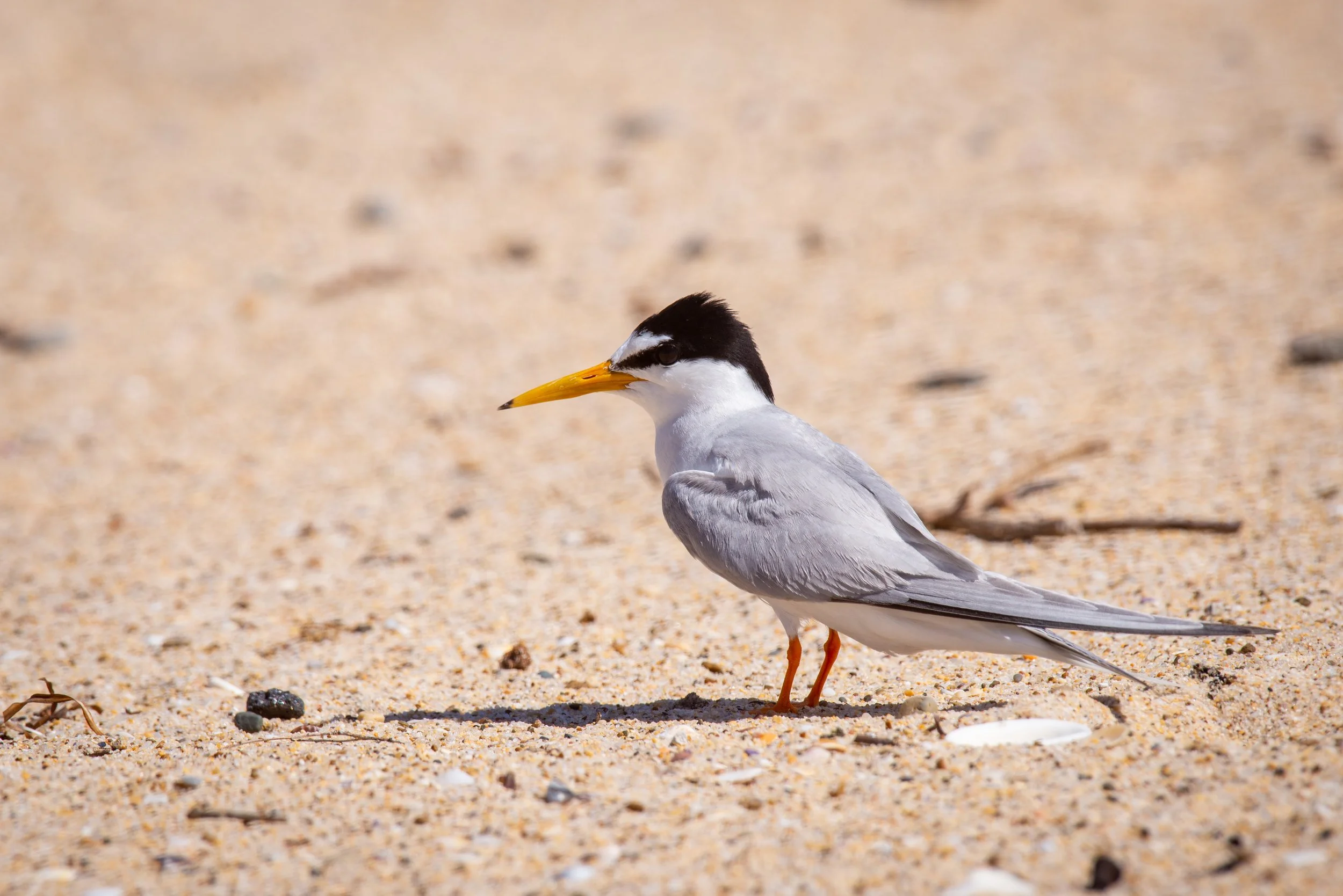 A black-capped tern bird standing on sandy beach with small stones and shells.