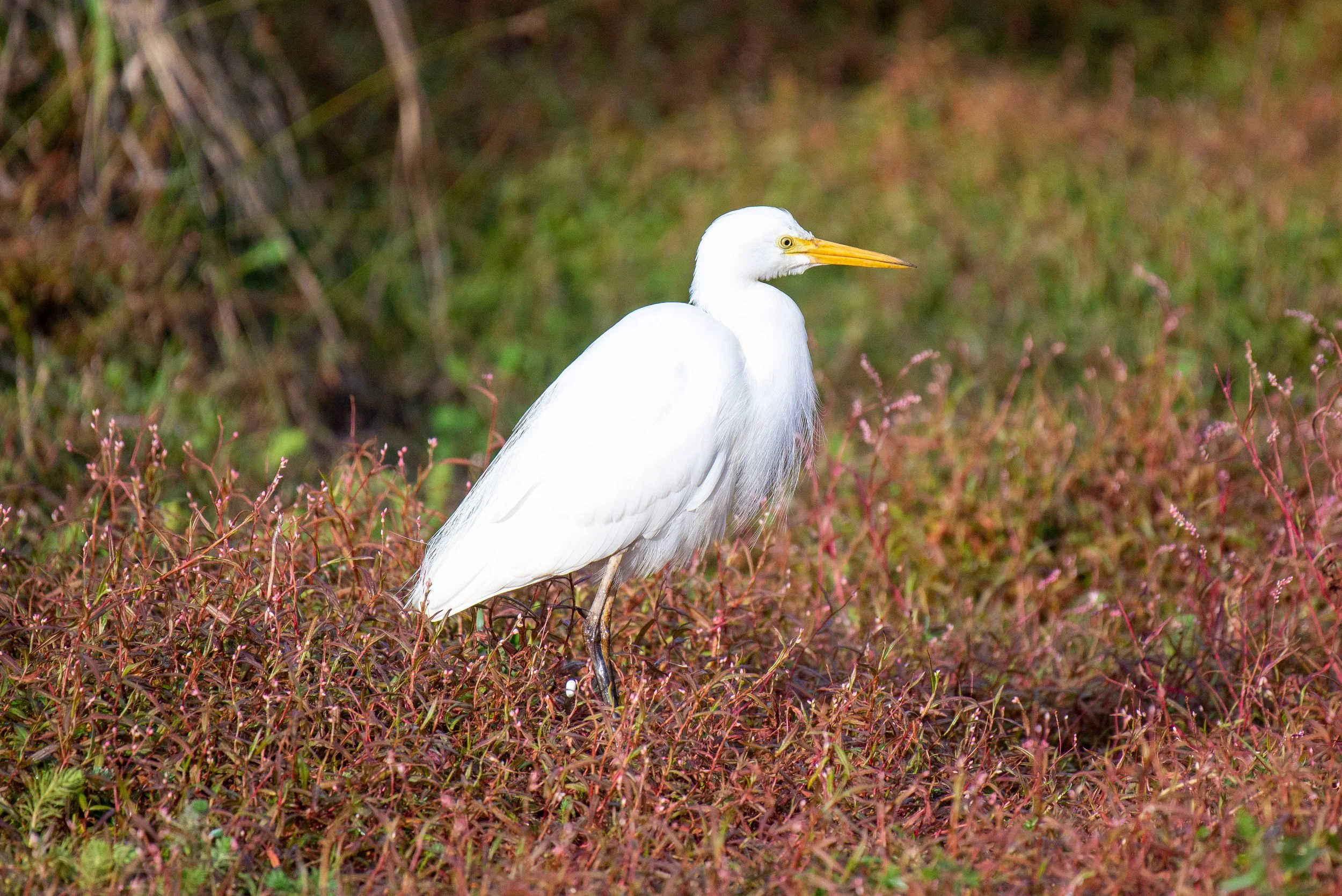 White heron standing on reddish-brown grass with some green foliage in the background.