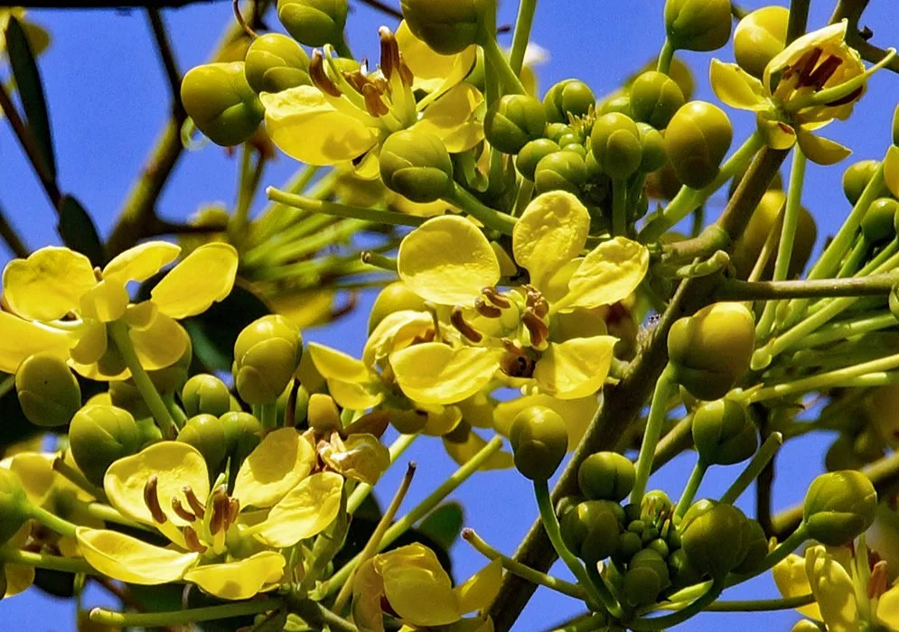senna-siamea-flower.jpg