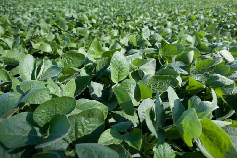 UA5715-GT-SOYBEANS.jpg