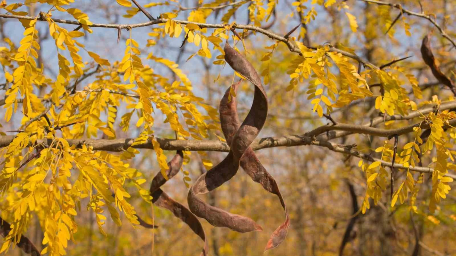 Fall-foliage-of-honey-locust-and-samara.jpg