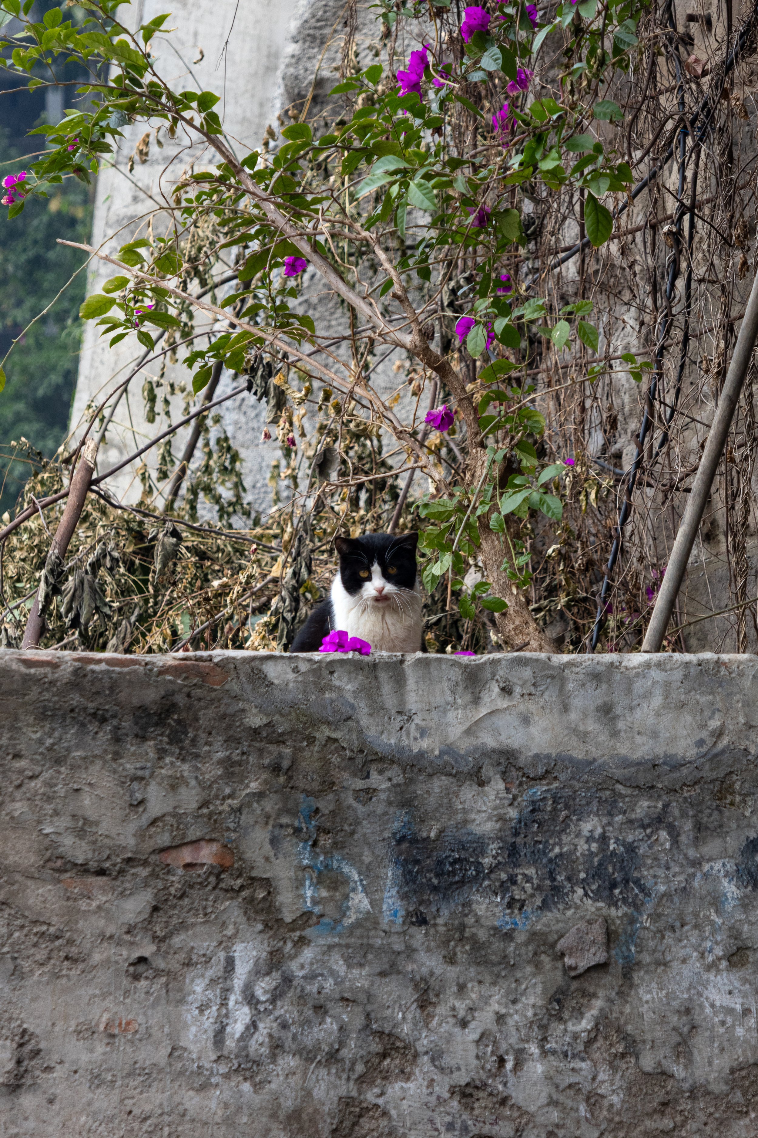 chongqing-15.jpg