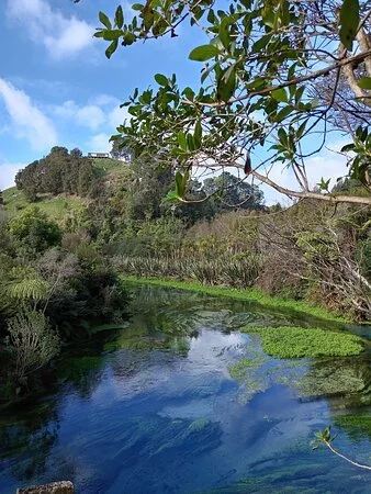 Rotorua to Putaruru Blue Springs $121 per vehicle each direction. The driver will remain to return you to Rotorua.
Click the above photo to move to the booking page.
