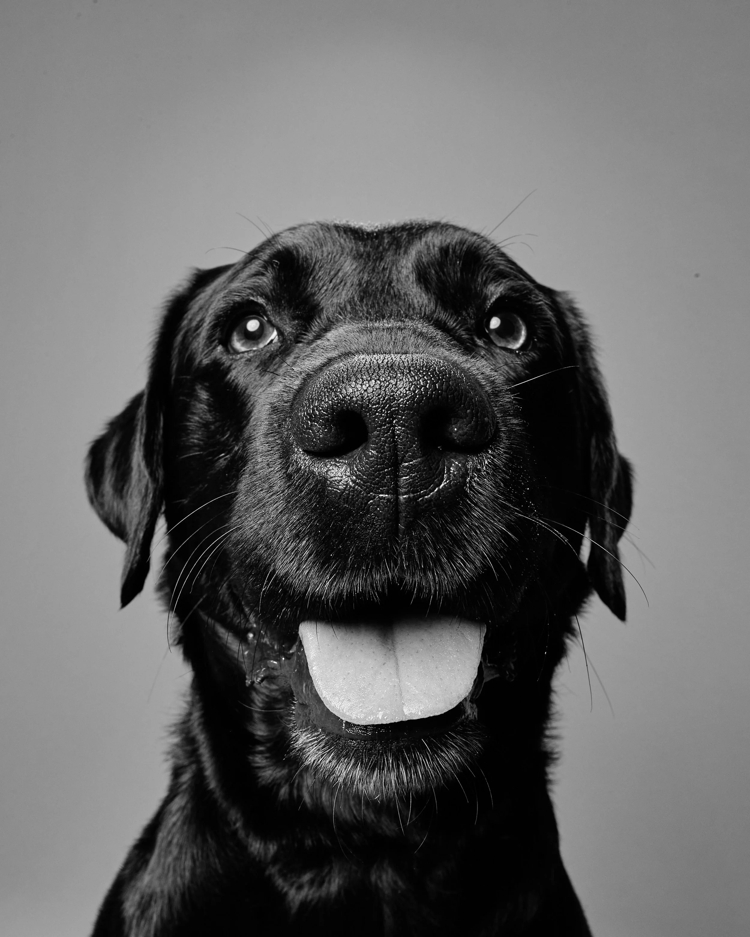 BUDDY_THE_PORTRAIT_0939.jpg