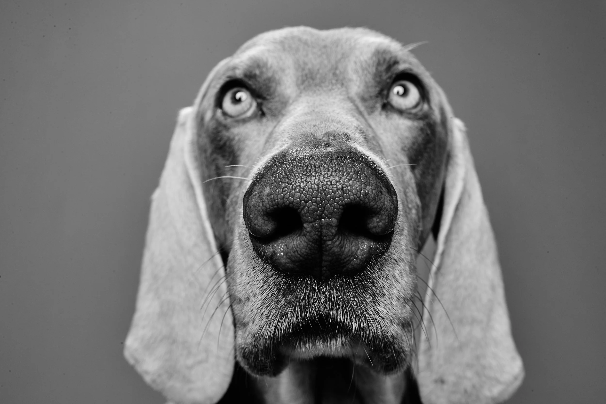 FRANK_THE_NOSE_0743.jpg