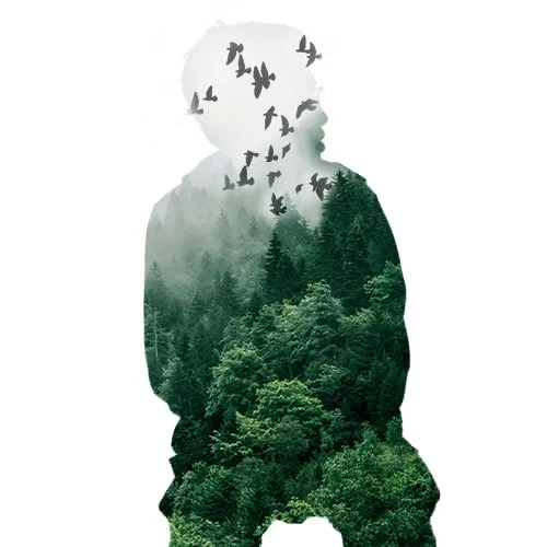This image blends a human silhouette with a green forest and flying birds. The forest represents peace and a connection with the natural world, while the birds suggest freedom and exploration. The white background creates a clean, minimalist composit