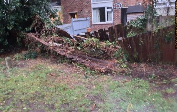 Fallen fence and overgrowth needing to be cleared and made safe