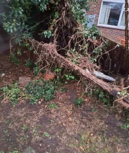 Fallen fence and overgrowth needing to be cleared and made safe