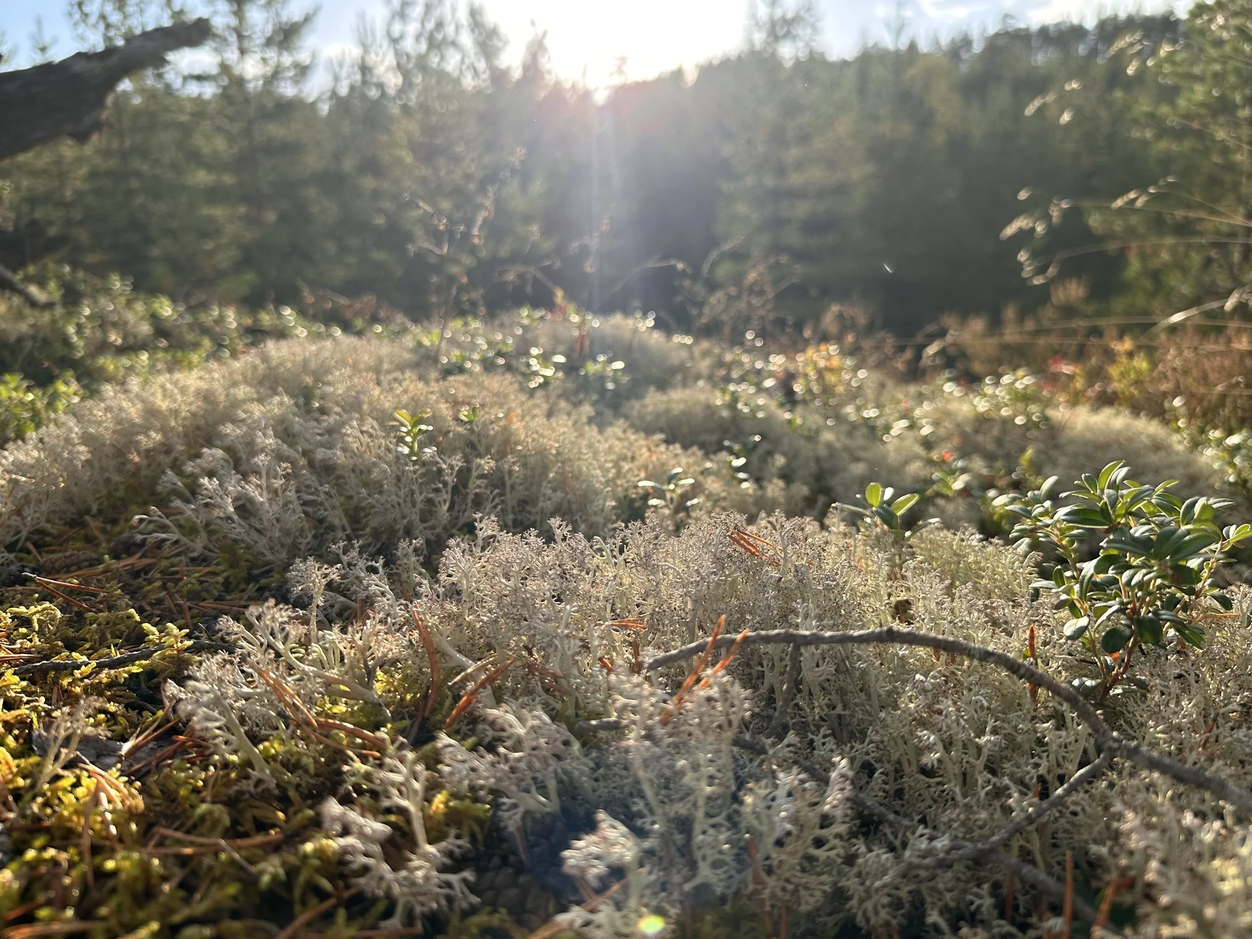 Månadens naturvakenhet - de fem stigarna