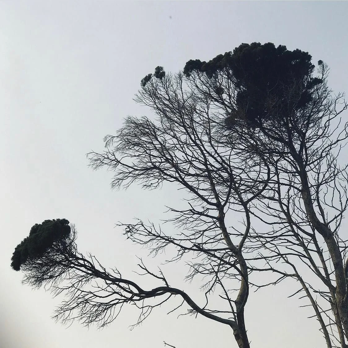 Winter mood 🍃
Image source: Maleah Farrel