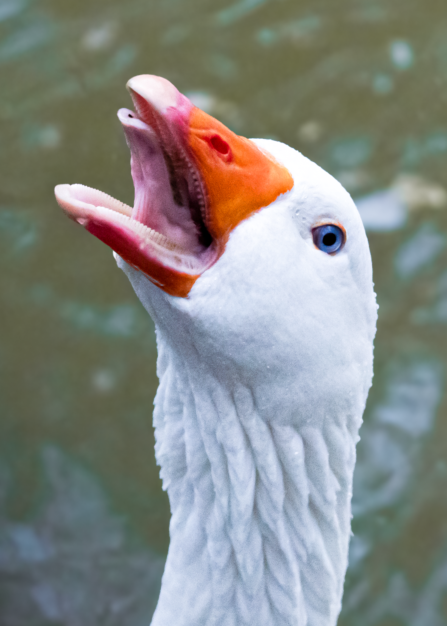 goose_yell_zh.png