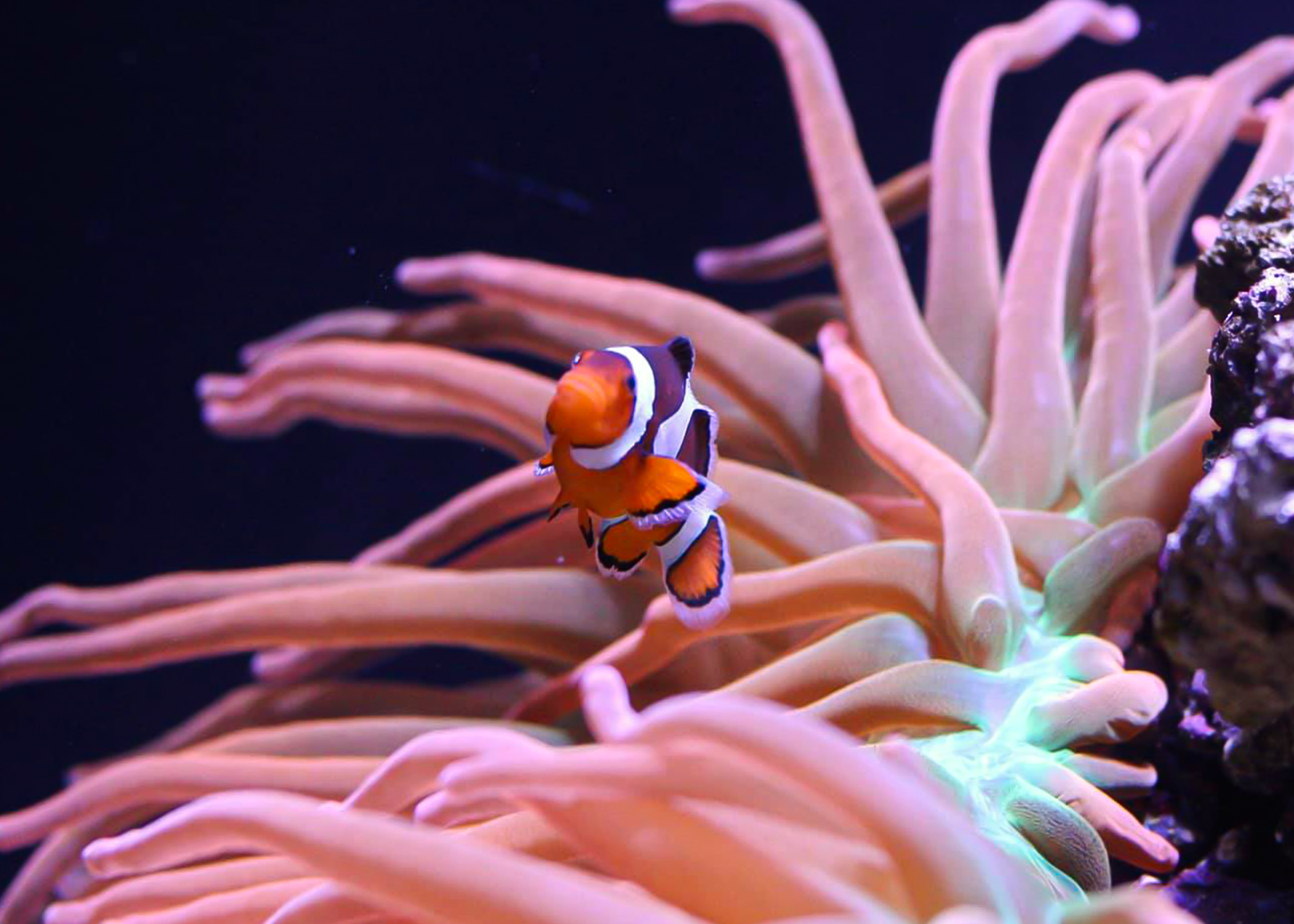 clownfish.png