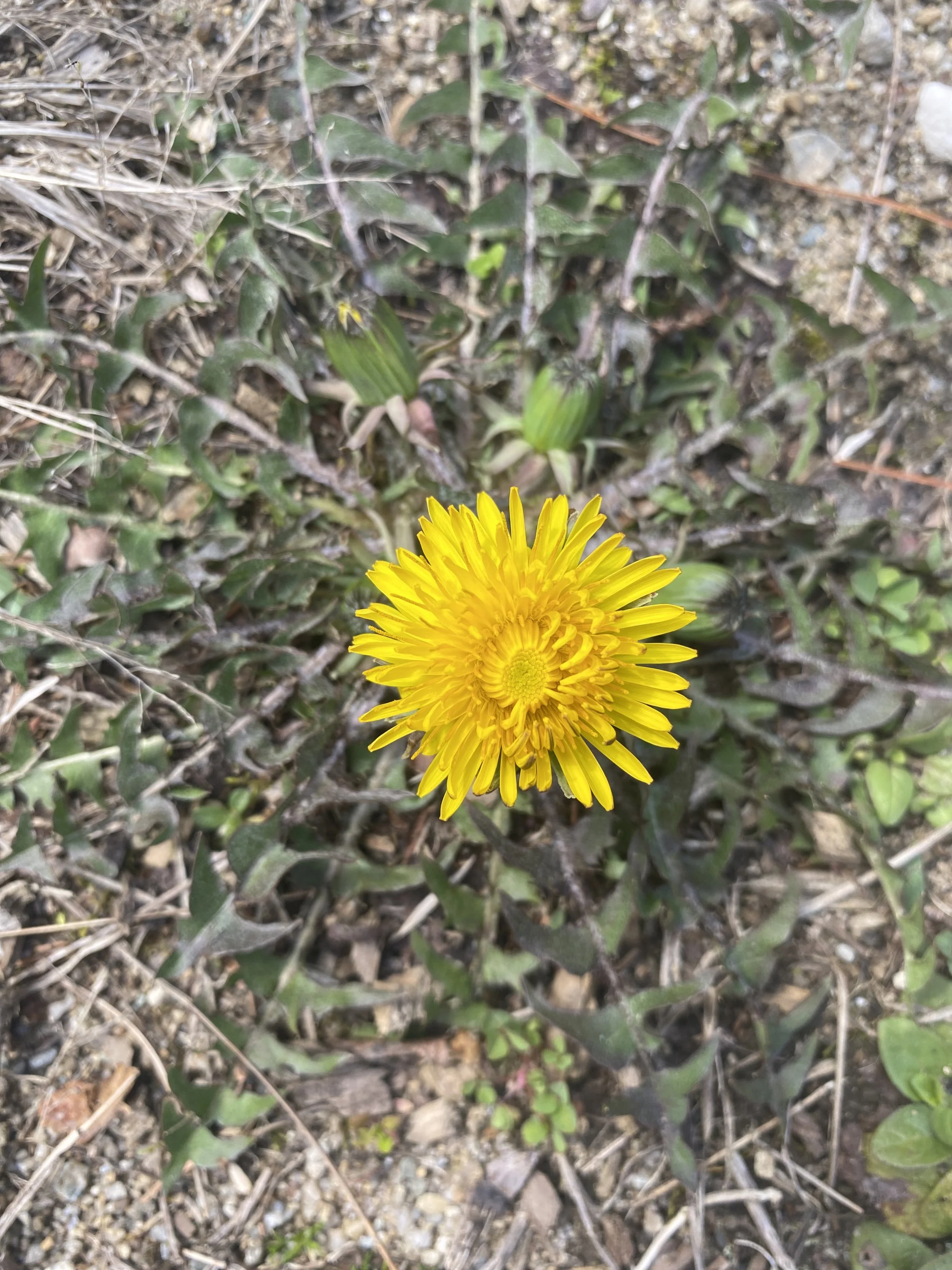 rosette pattern with wide toothed leaves form a yellow dandelion bloom in the center with dandelion bud to the right.
