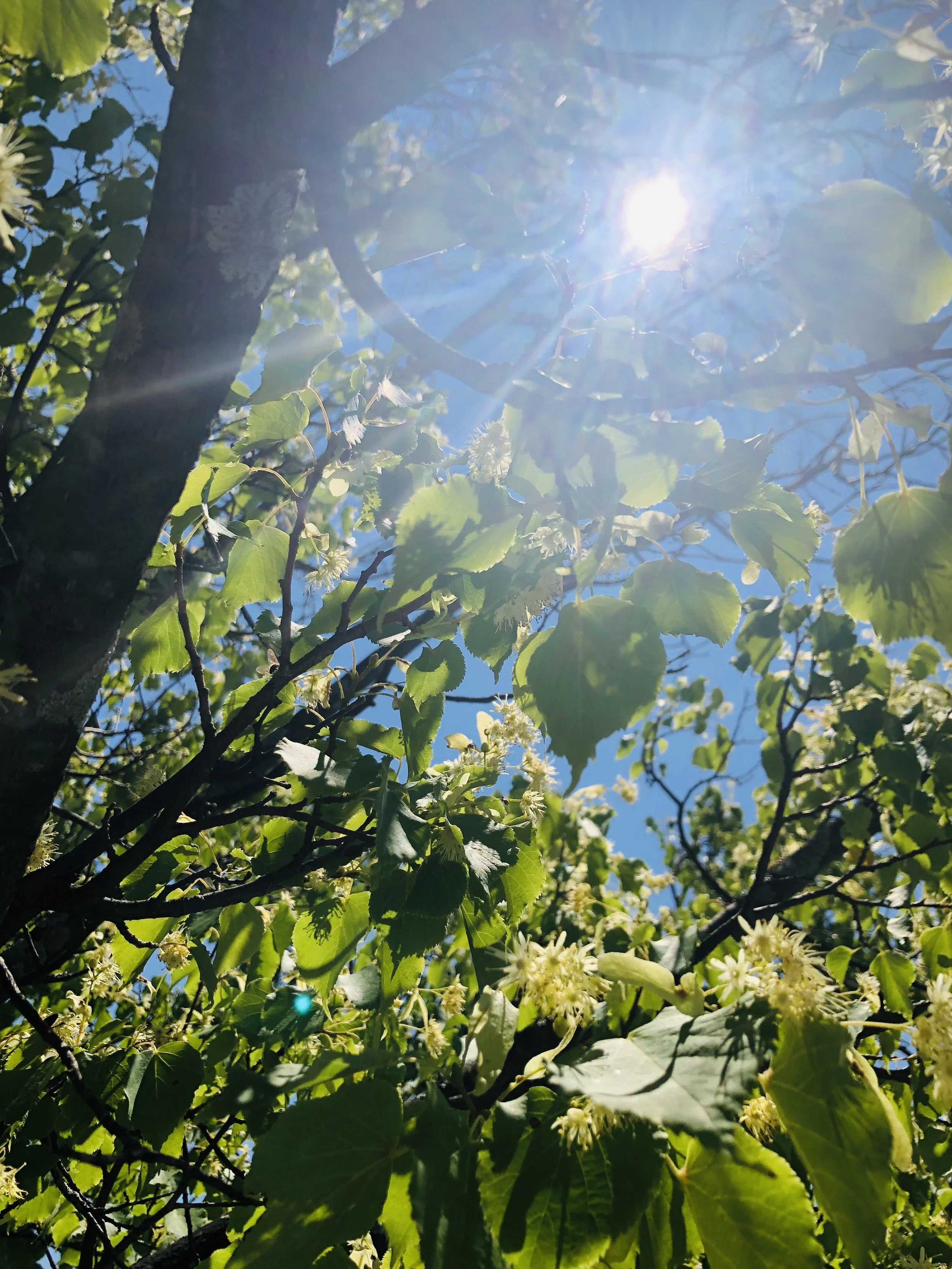 sun shining through branches of blooming linden tree. Creamy-white blooms seen at bottom and trunk of tree to the left.