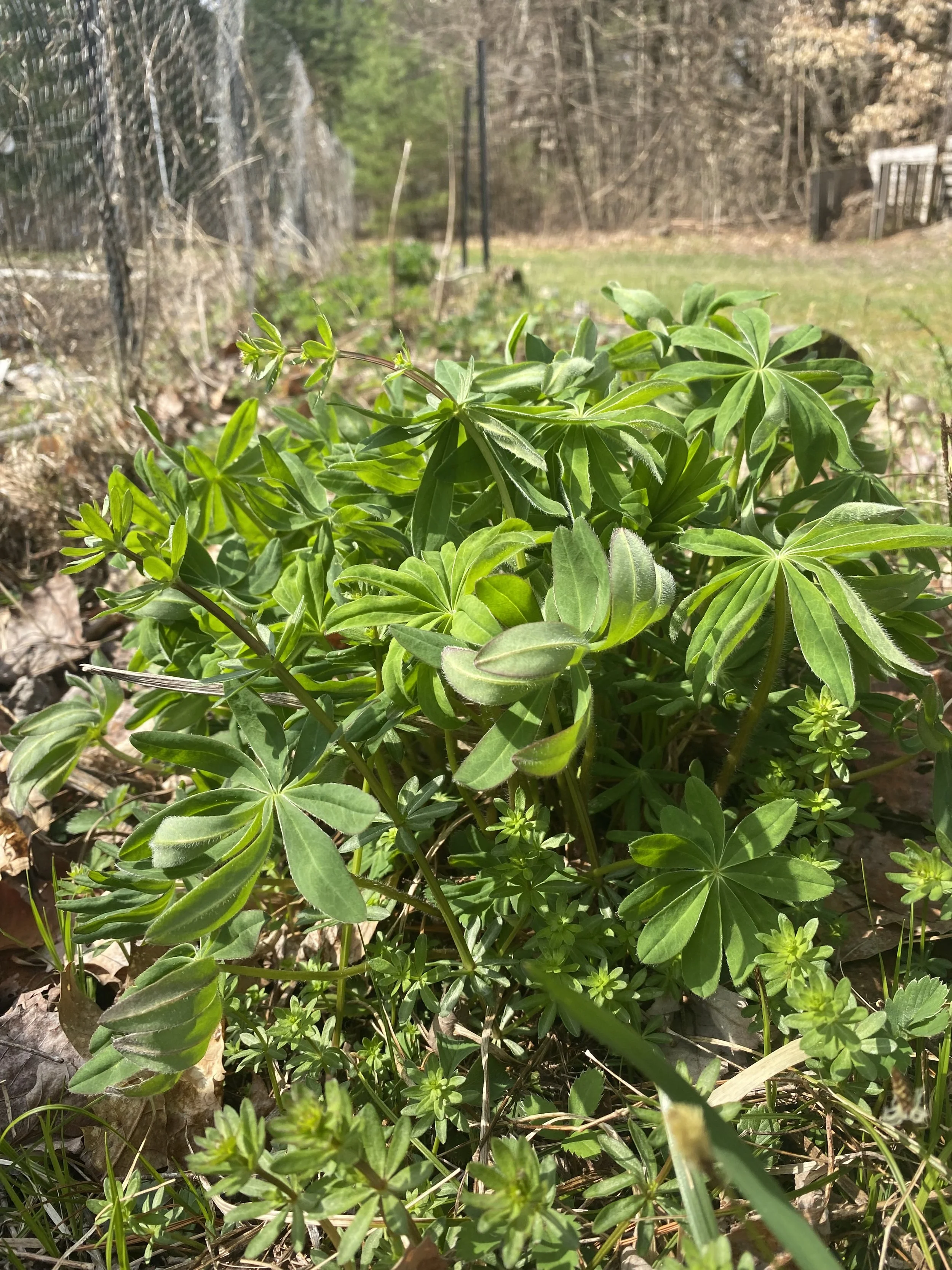Grouping of green foliage from springtime lupine plant before bloom stalk. green bedstraw foliage surrounds lupine plant along with some brown leaves and backdrop is garden chicken wire fencing on left and brown trees in background