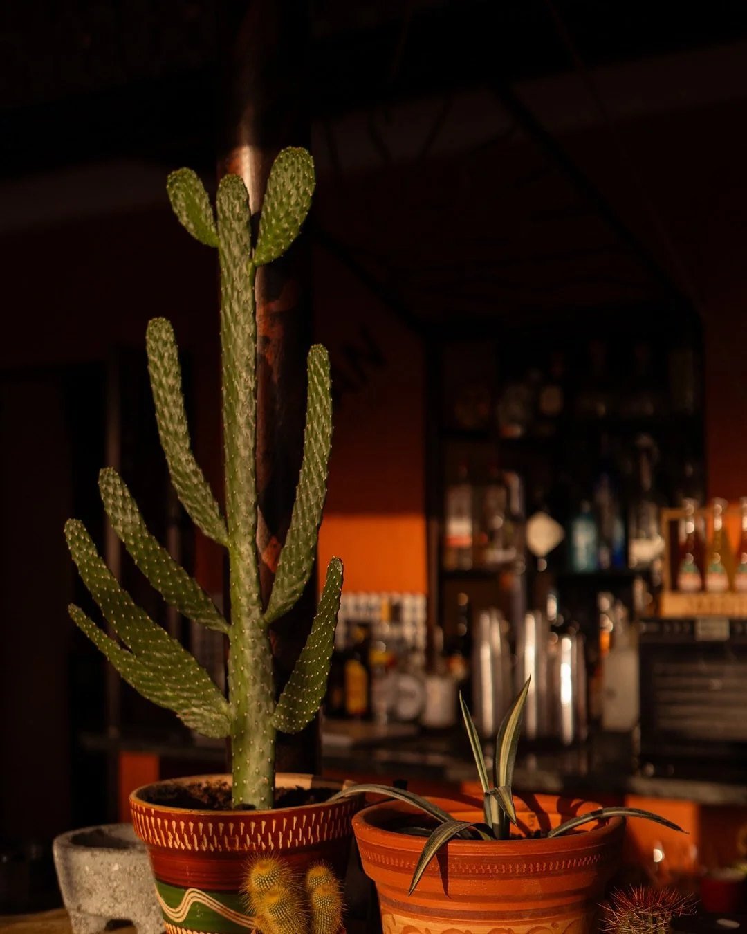 Cactus, cocktails &amp; sunsets.

#Curacao #CuracaoRestaurants #MexicanFood #CuracaoToDo #JanThielBeach #DinnerCuracao #Tequila #Tacos