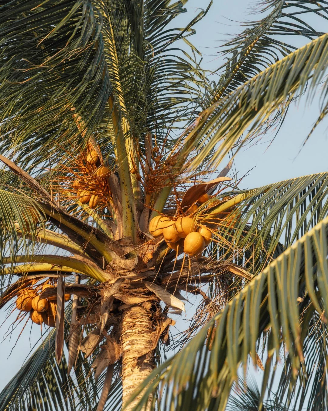 The background noise at our beach is just palm leaves and the sea.

#beachsunset #oceanview #janthielbeach #curacao #beachlife #restaurant #beach #lifeisbetteronthebeach #dushi #zestcuracao #zestbeachcafe