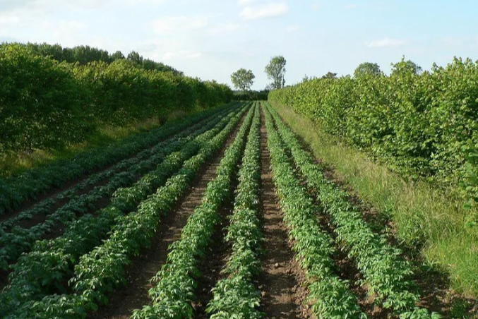 A STEP BACK TO MOVE FORWARD