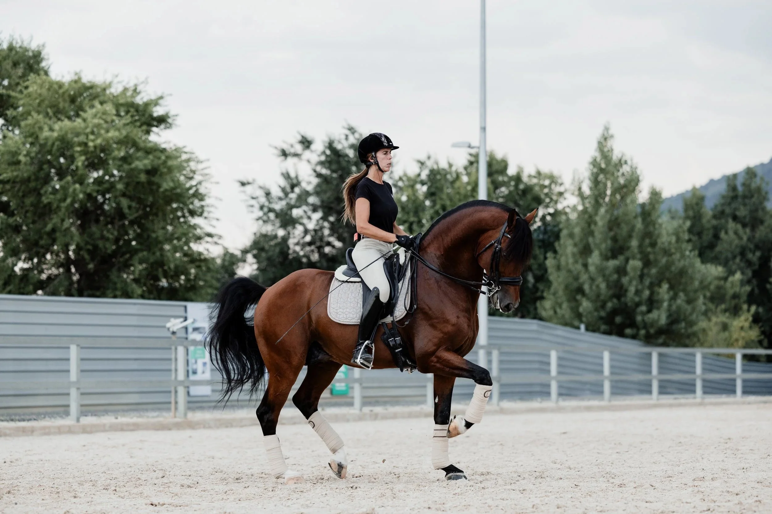 Nº01 · Lusitano Digest · Rising with Grace: Leaders and Milestones in Horsemanship