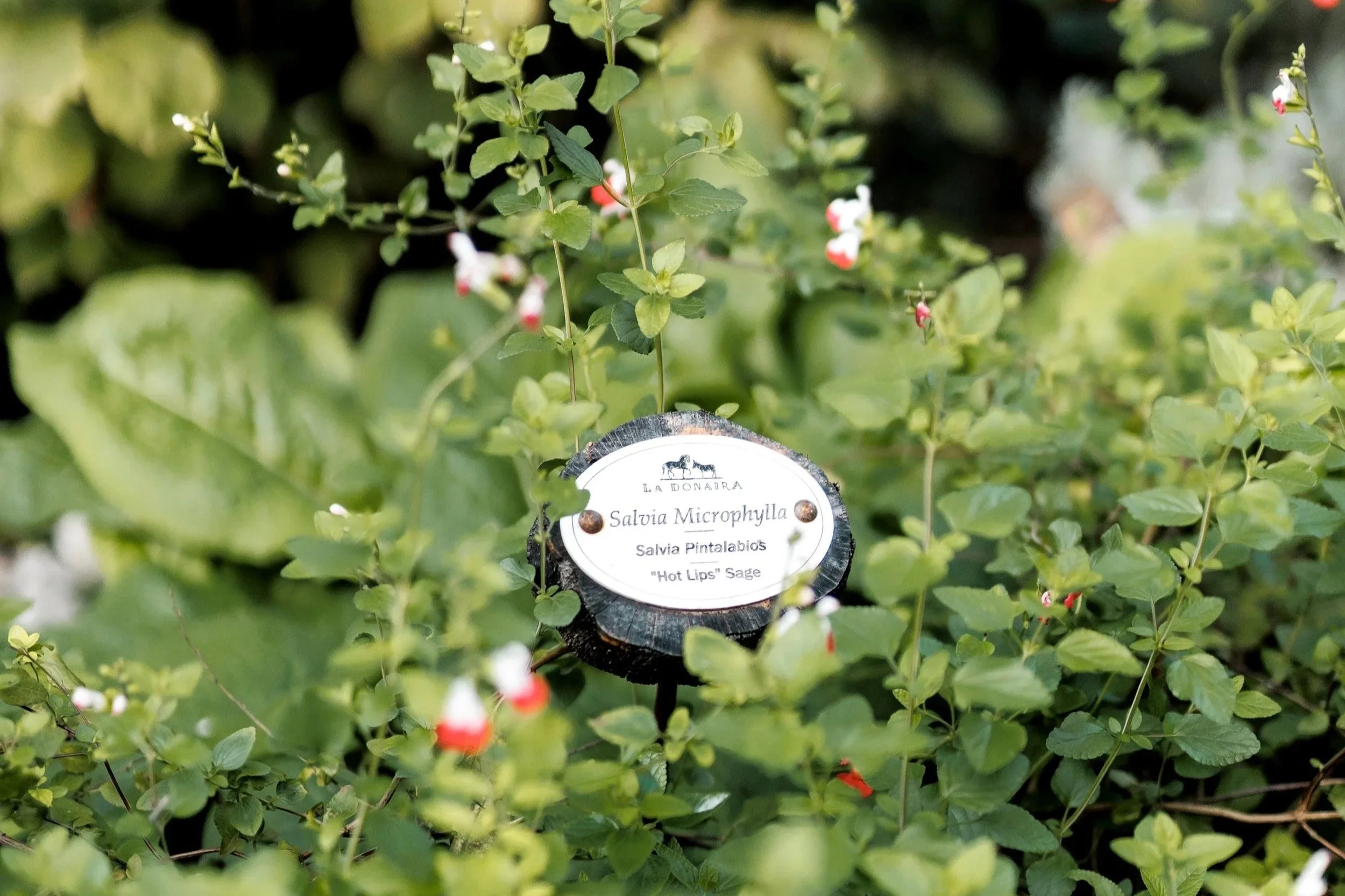 A WALK THROUGH THE GARDEN 