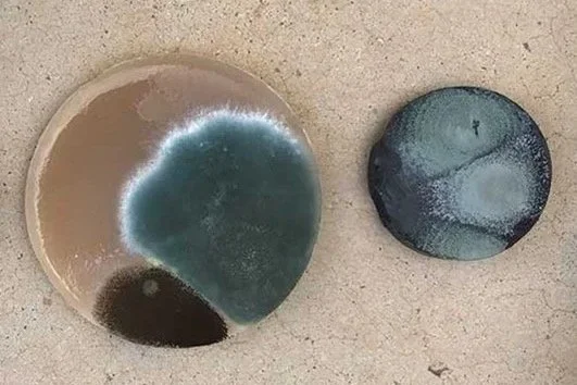 Microbial Masterpieces: The Art of Biology