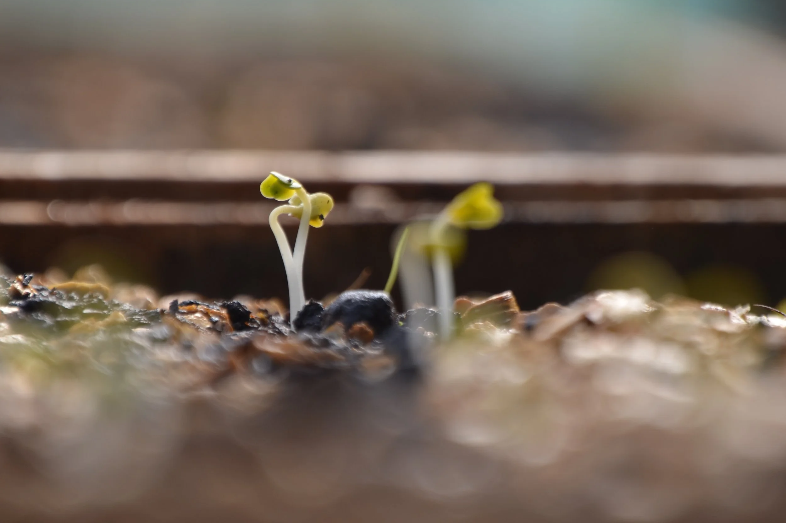 How to be a soil doctor