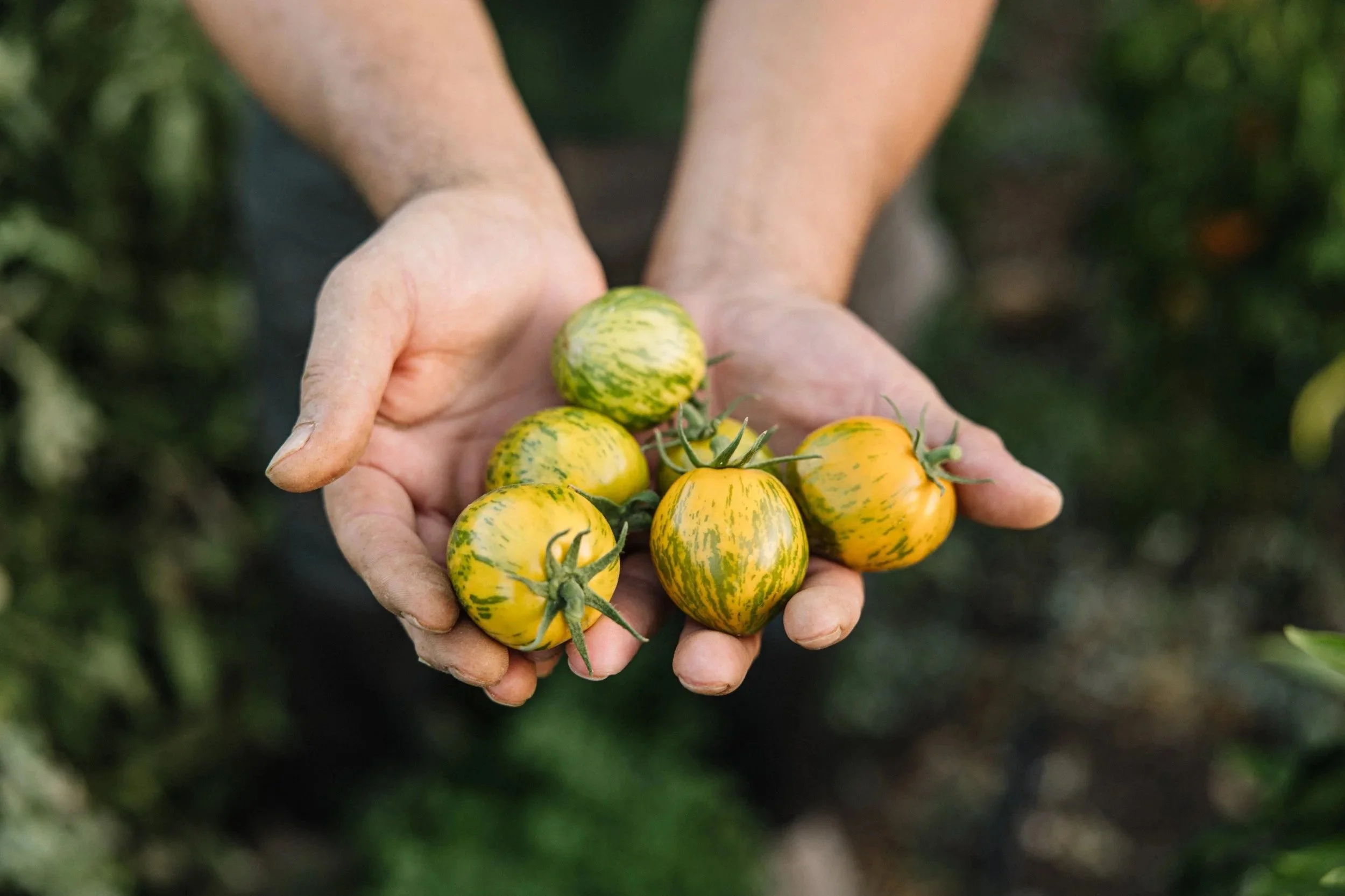 I, Too, Am a Vegetable: Exploring the Stories of Summer Crop