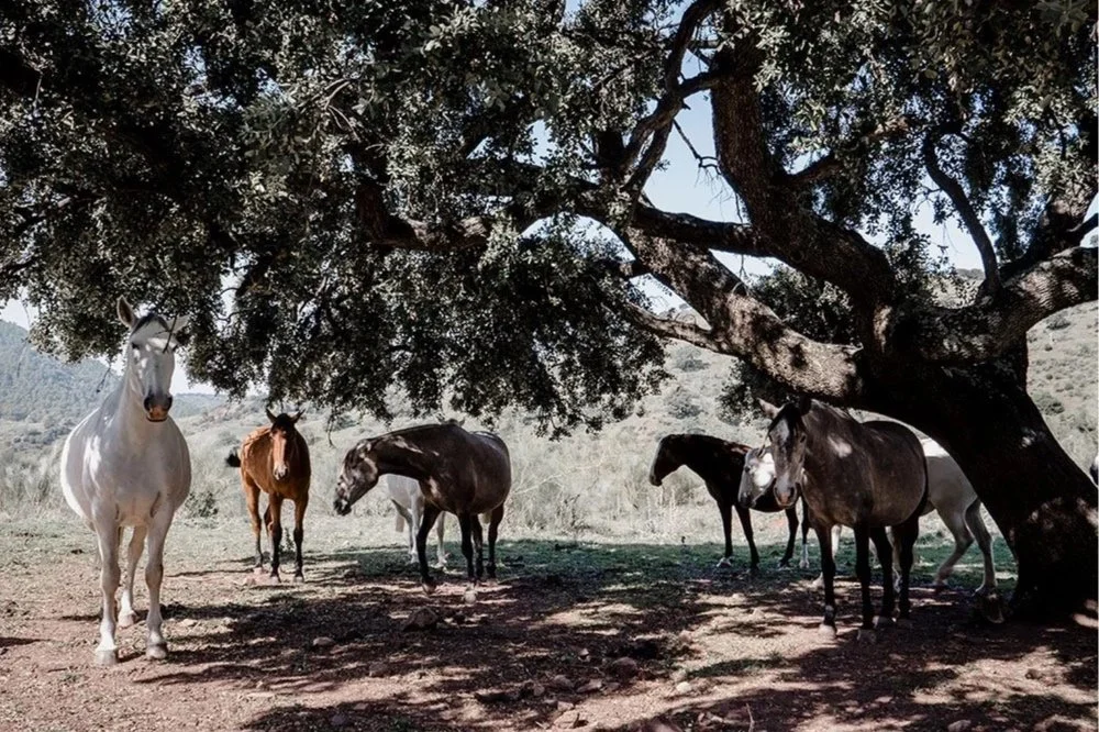 The oldest living beings in the land