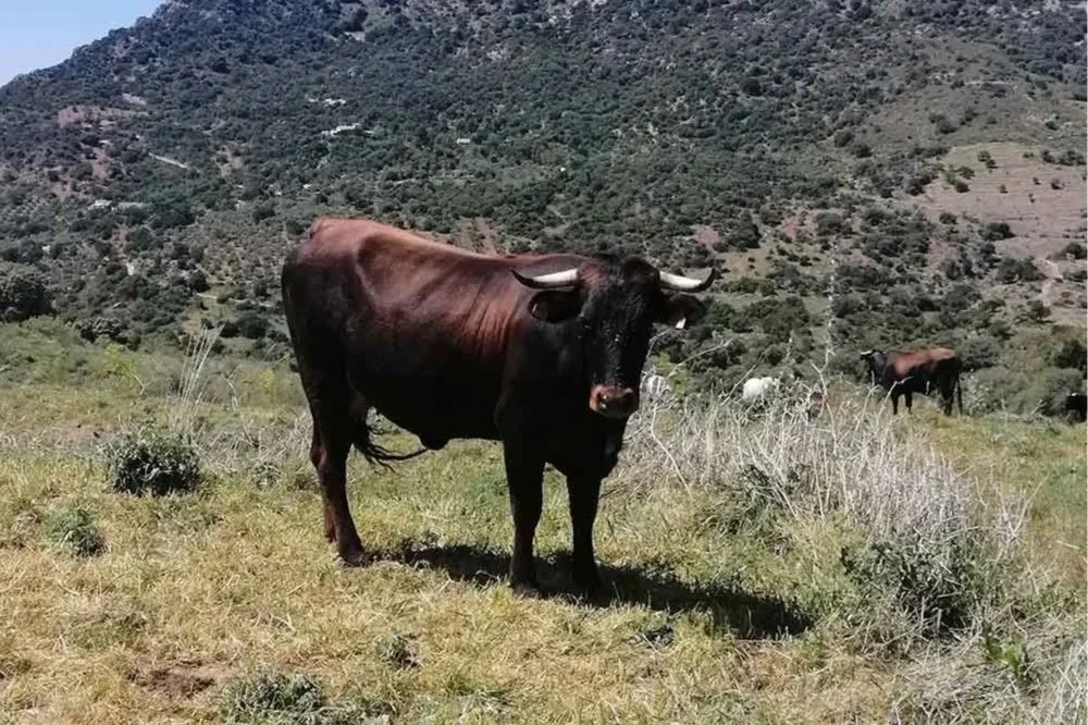 Preserving the Pajuna, our heritage cattle