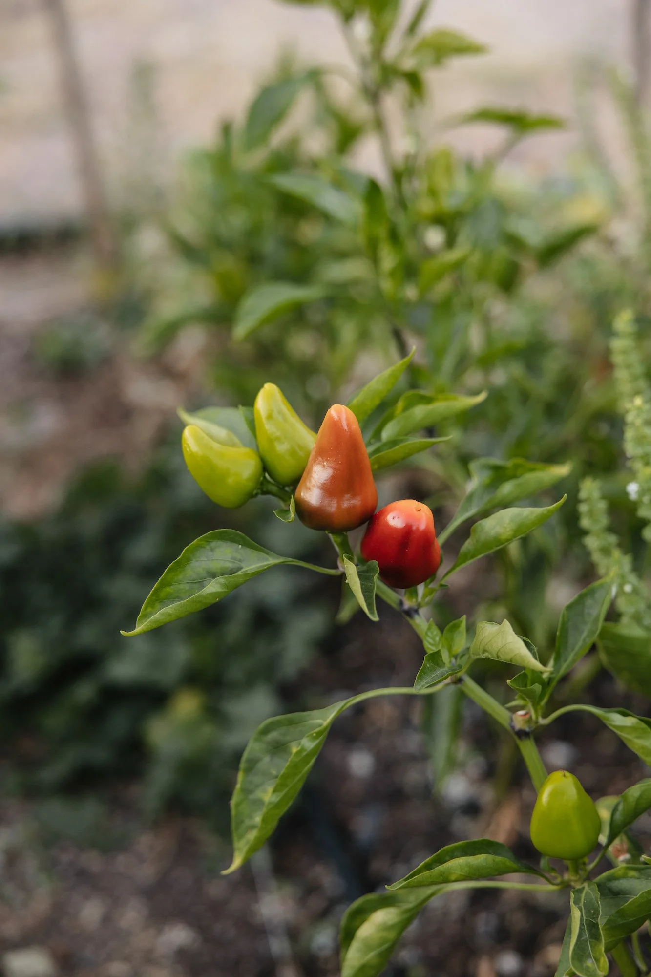 Finca La donaira medicinal garden